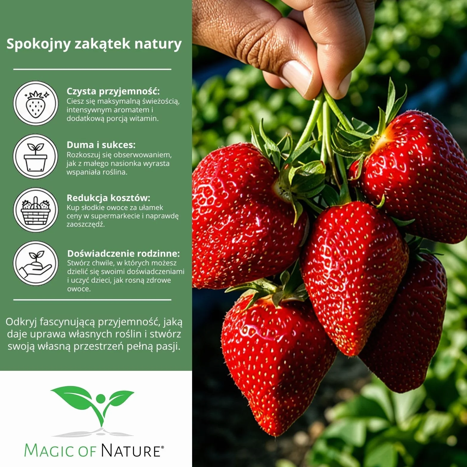 Magic of Nature Nasiona Truskawki Olbrzymiej ok. 100 szt. – Największa truskawka świata „Giant” – Słodkie owoce – Mrozoodporna i Wieloletnia
