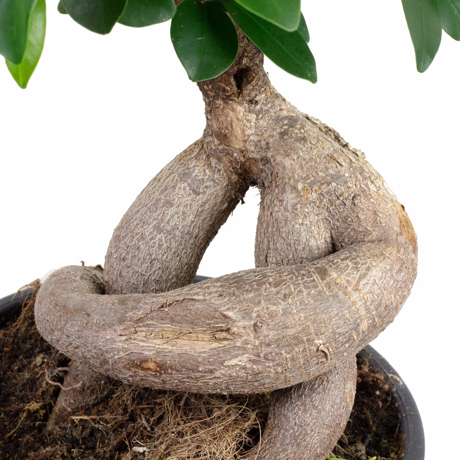 Ficus żeń-szeń chińskie drzewo figowe 40 cm doniczka 17 cm