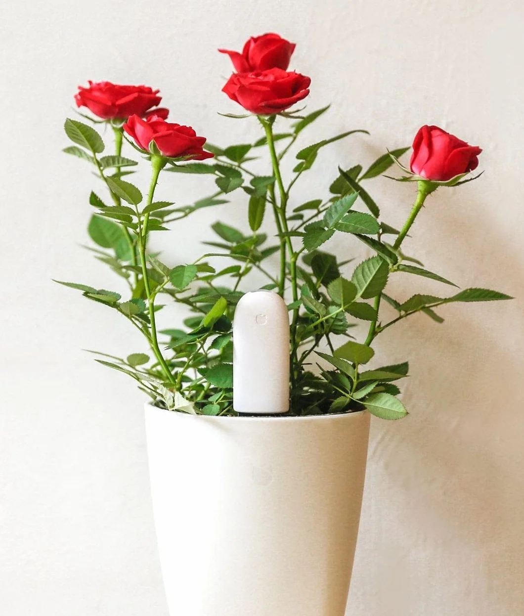 Flower Care inteligentny monitor roślin czujnik żyzności gleby wilgotności światła temperatury