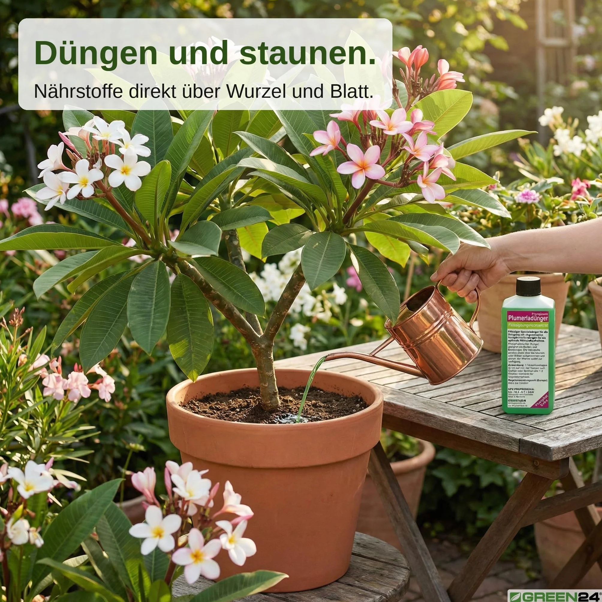 GREEN24 Frangipani-Dünger Hightech Płynny Fertilizer do Plumerie Frangipane