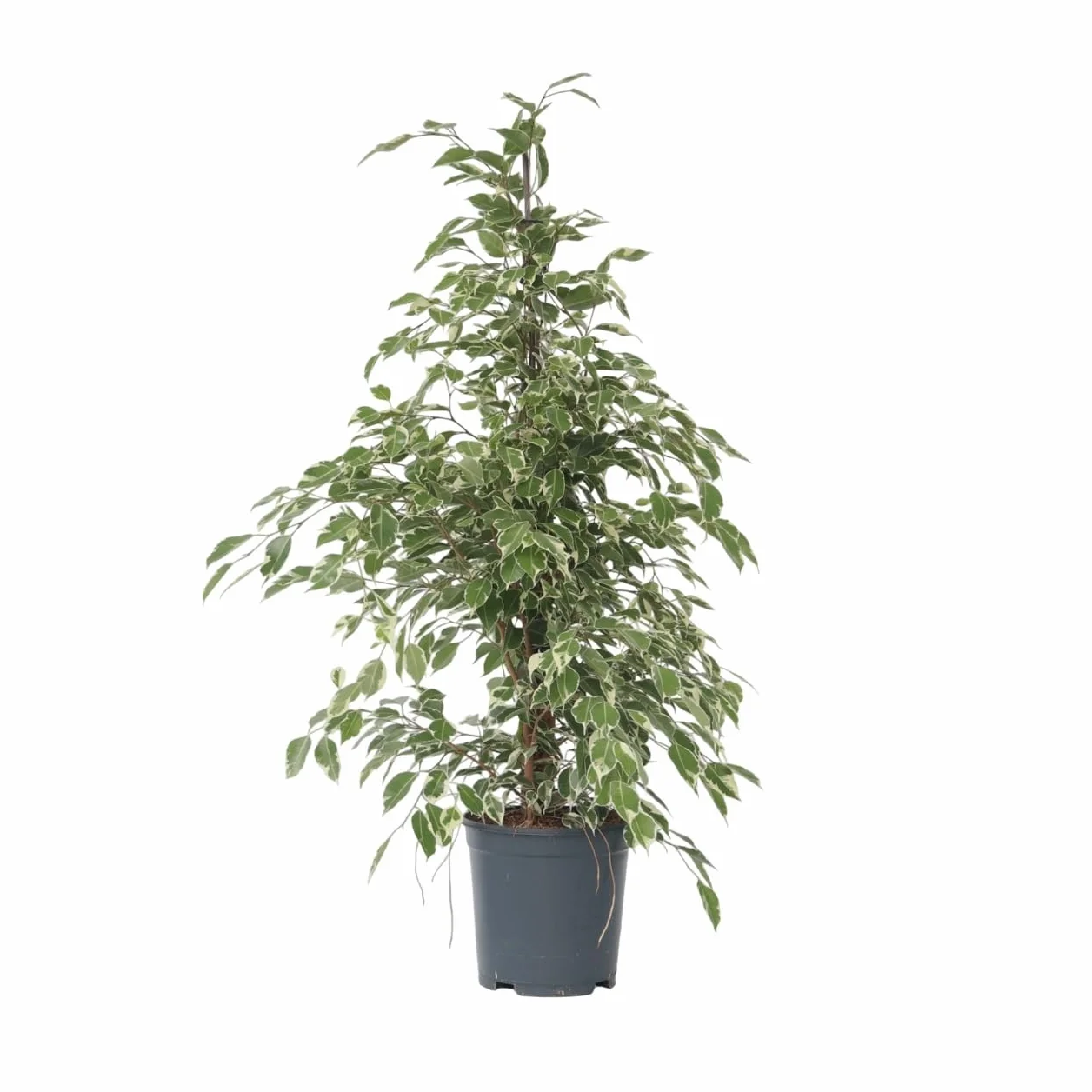 Ficus Benjamina Twilight Roślina Doniczkowa 21cm 100-110cm