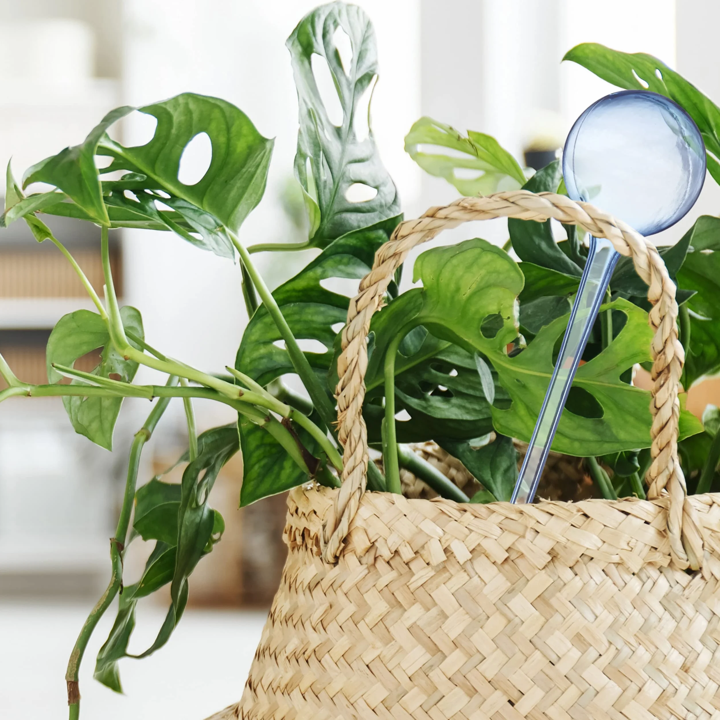 Relaxdays Kulki nawadniające, zestaw 4 sztuk, dozowane nawadnianie, 2 tygodnie, rośliny doniczkowe, tworzywo sztuczne, różne warianty kolorystyczne