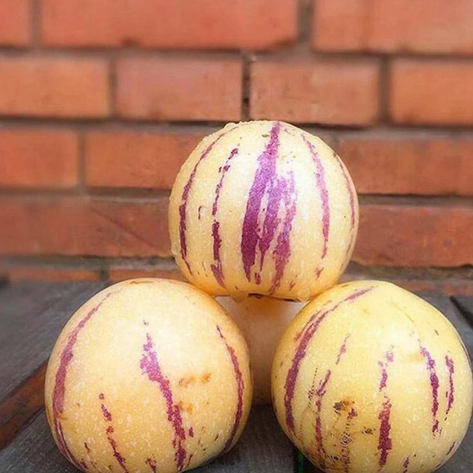 Generic Nasiona Melona Pepino, 30 Sztuk/worek Nasiona Melona Pepino Non Gmo Łatwa Pielęgnacja Pożywne Muricatum Aiton Nasiona Żeń-szeń Nasiona Owoców do Ogrodu Nasiona melona pepino