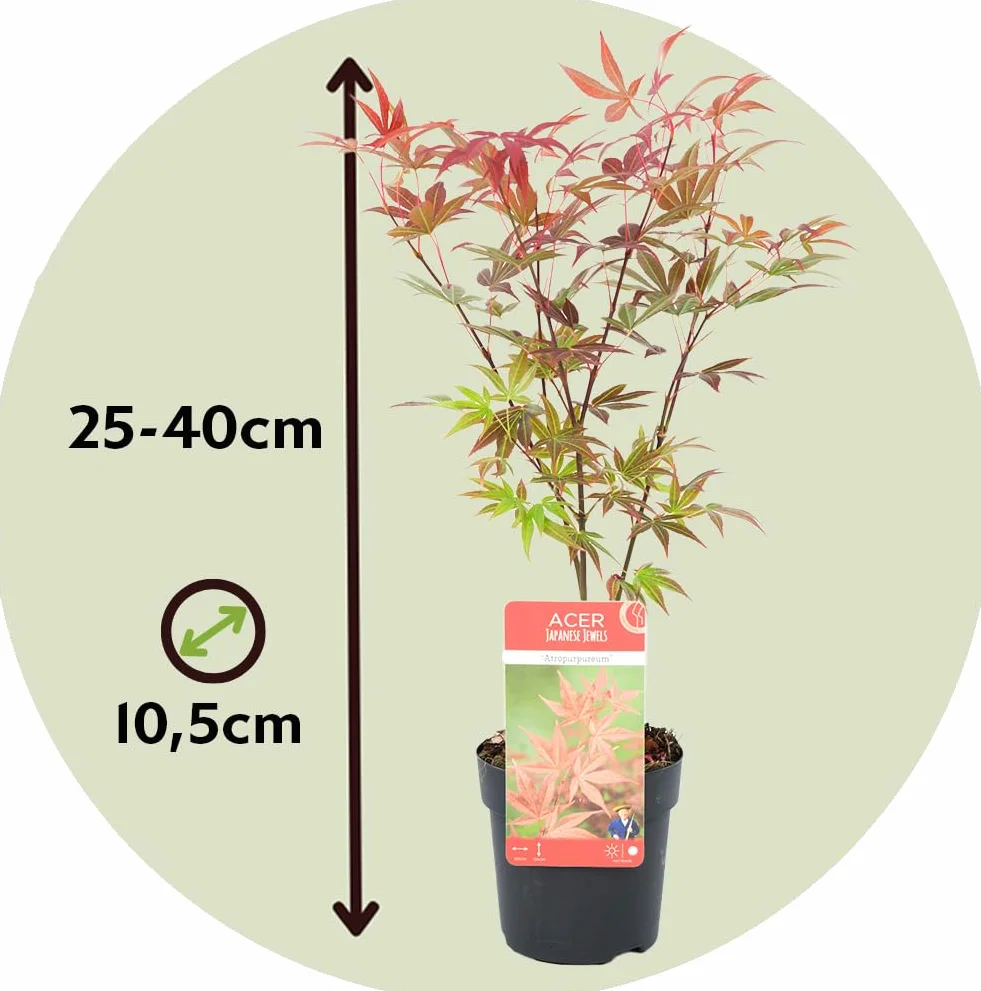 Zestaw 4 Klonów Japońskich Acer palmatum Atropurpureum Going Green Orange Dream Butterfly 10,5cm 25-40cm