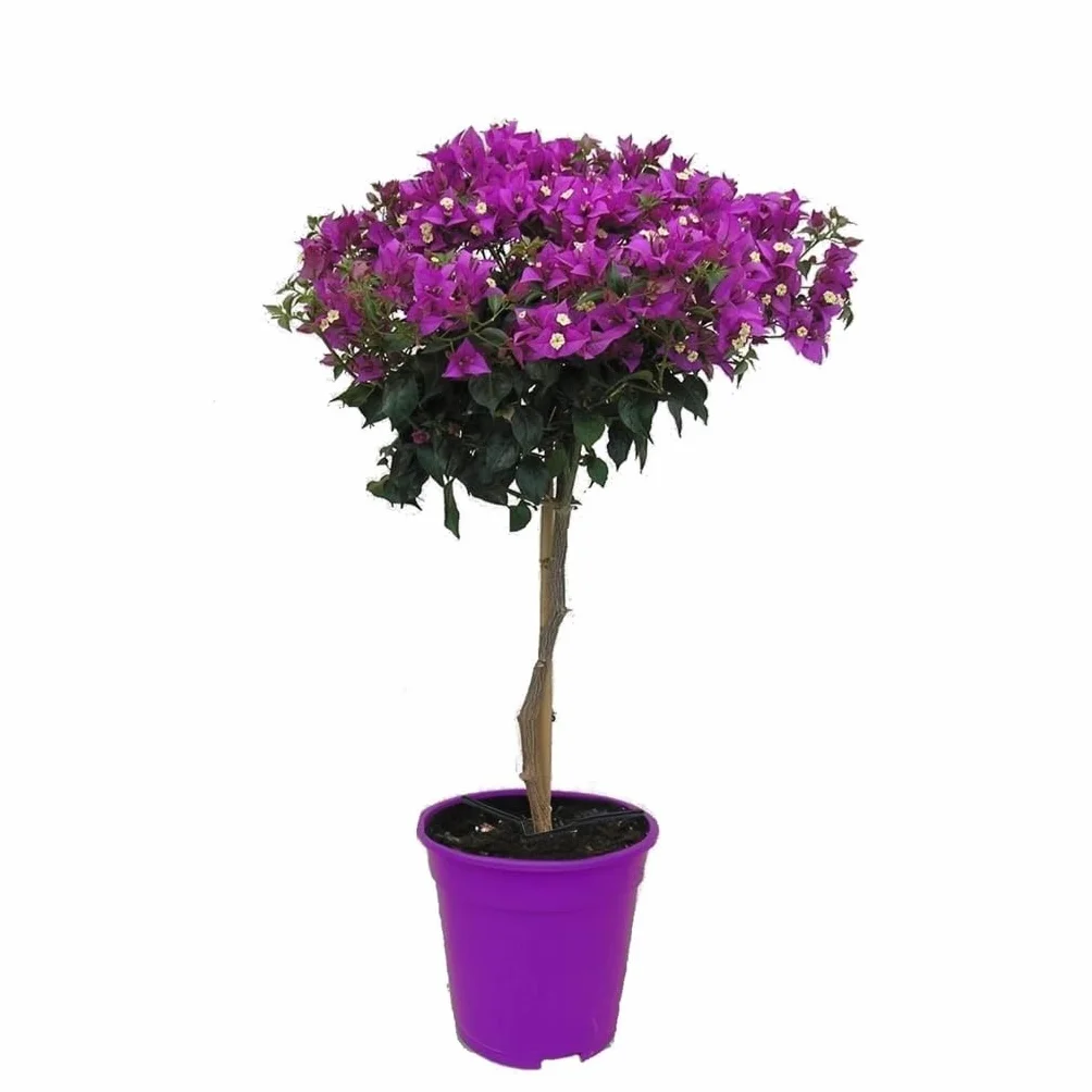 Plant in a Box - Bugenwilla Fioletowa na pniu - Kącicierń - Doniczka 17cm - Wysokość 50-60cm