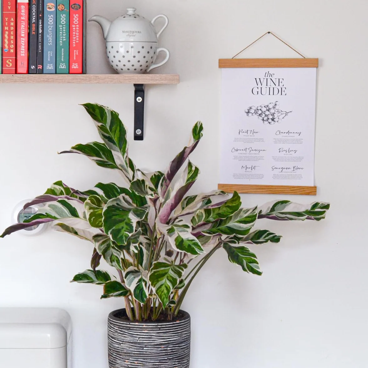 Calathea 'Fusion White' Kalatea 14cm 30-40cm