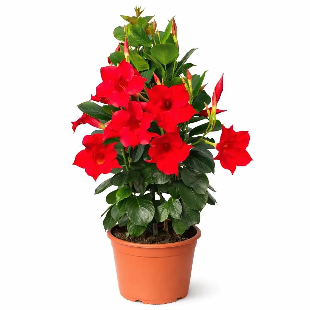 Exotenherz Mandevilla Dipladenia - kwiat lejka - kształt piramidy - doniczka 14 cm - ok. 45-50 cm - czerwona