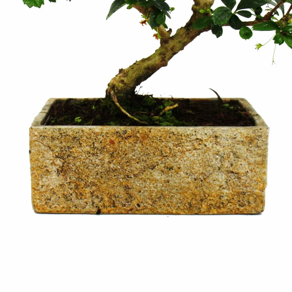 Bonsai do pokoju – nowoczesna, modna ceramika – bonsai pokojowe Carmona – 6 lat – wygląd kamienia
