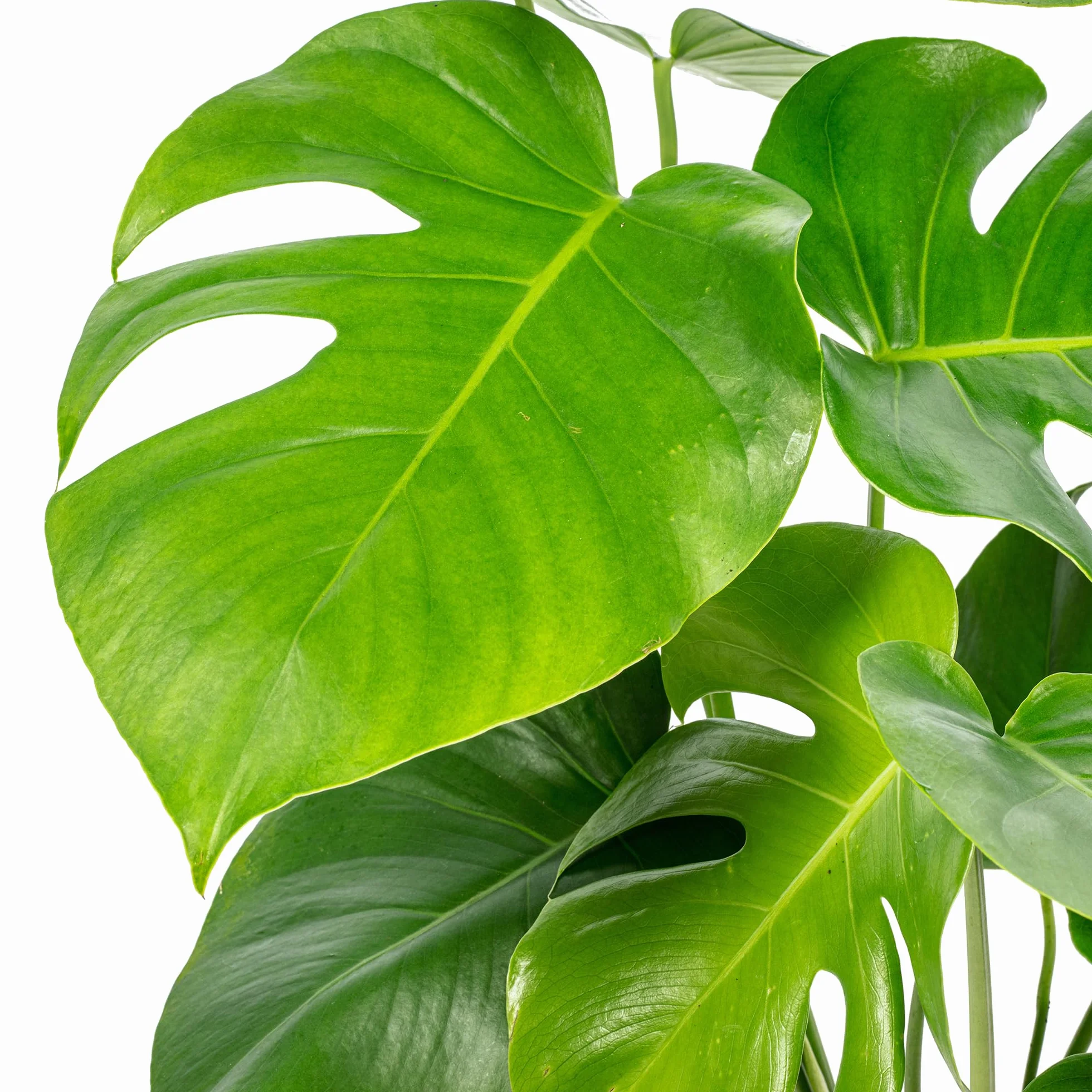 Skrzydło okienne - łatwa w pielęgnacji roślina pokojowa, Monstera Deliciosa - wysokość ok. 75 cm, średnica doniczki 19 cm