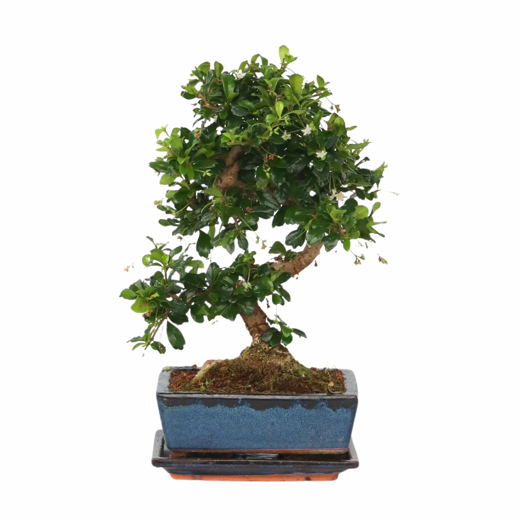 Bonsai Carmona microphylla Drzewko herbaciane Fukien 20-30cm Doniczka 20cm