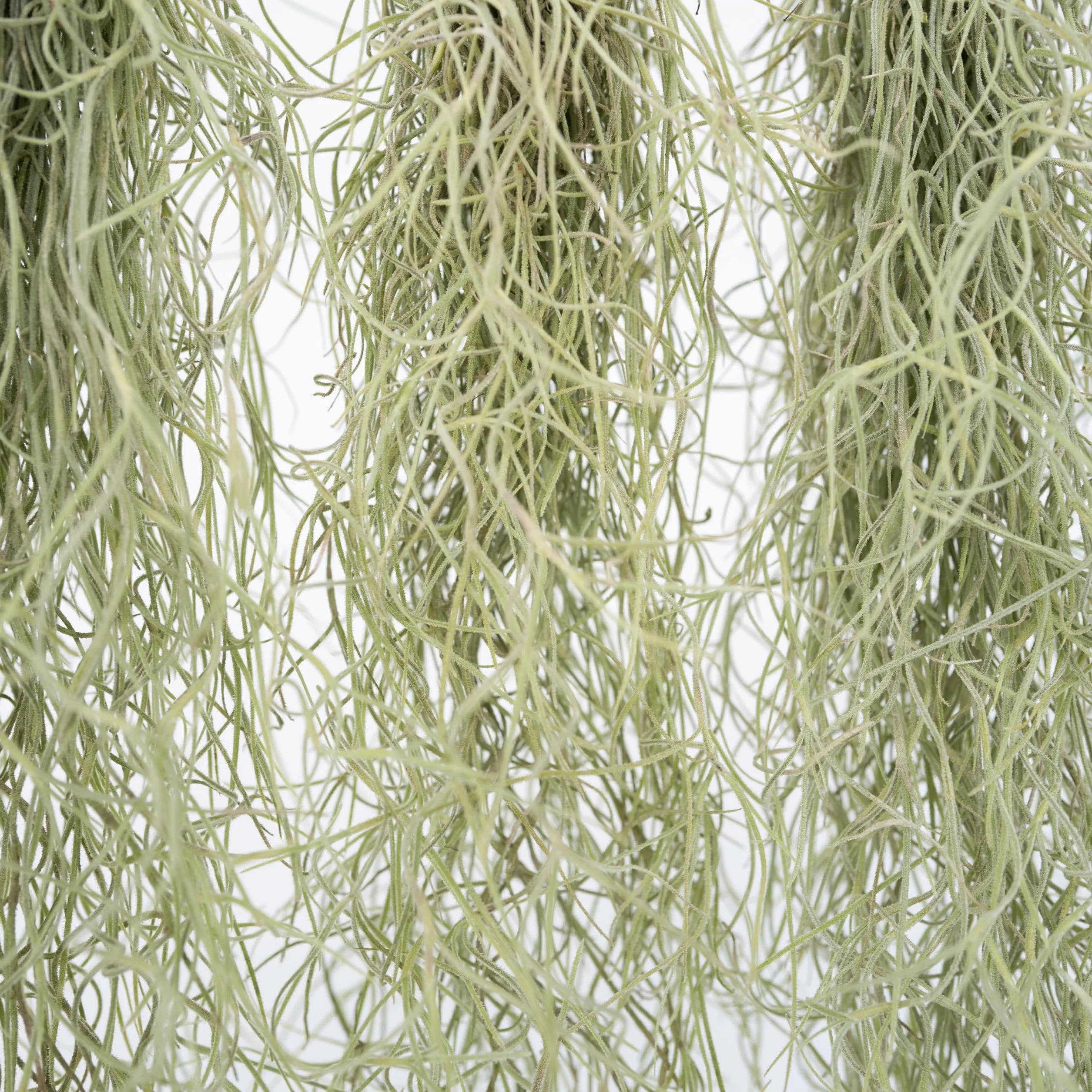 Plant in a Box -