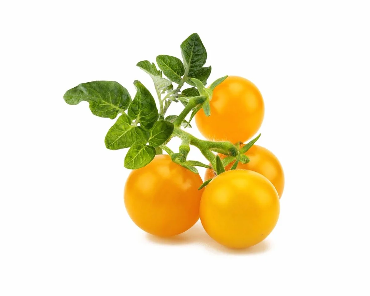 Click & Grow SGR57x3 3 szt. Zestaw startowy Tomato Cherry