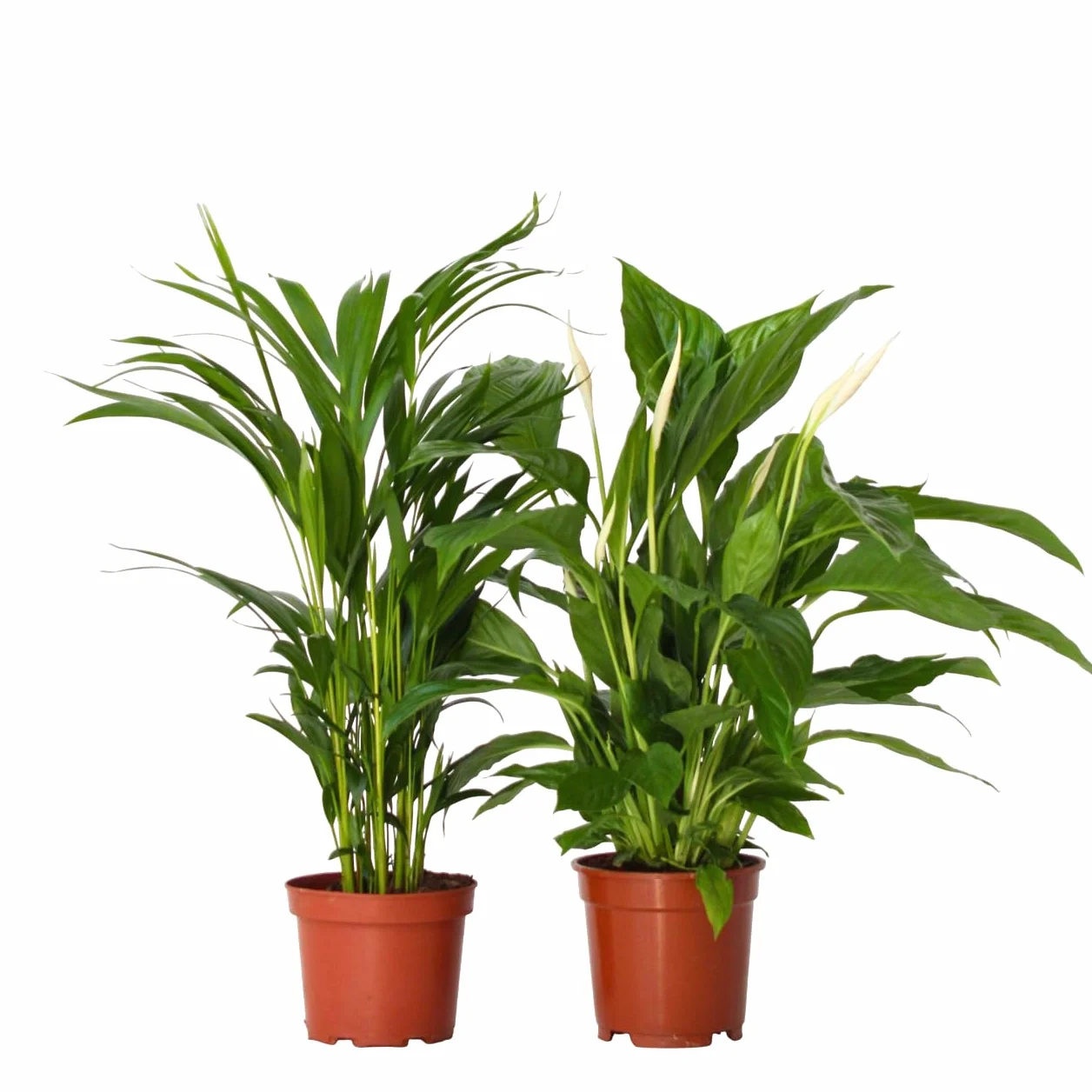 Plant in a Box Skrzydłokwiat Areca Zestaw oczyszczający powietrze Wysokość 60-75cm Doniczka 17cm