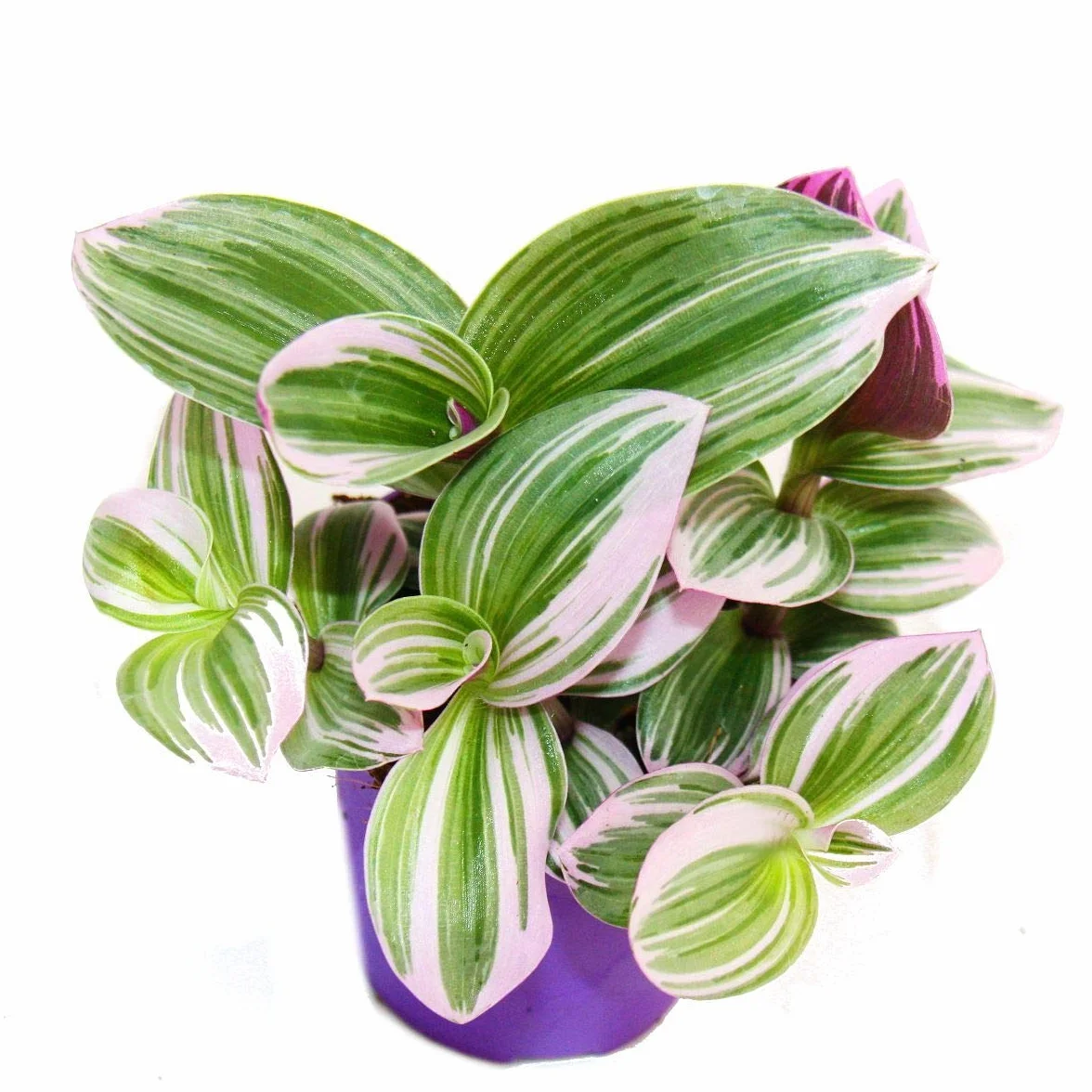 Exotenherz - Tradescantia "Nanouk" – łatwa w pielęgnacji wisząca roślina pokojowa – doniczka 9 cm – różowy