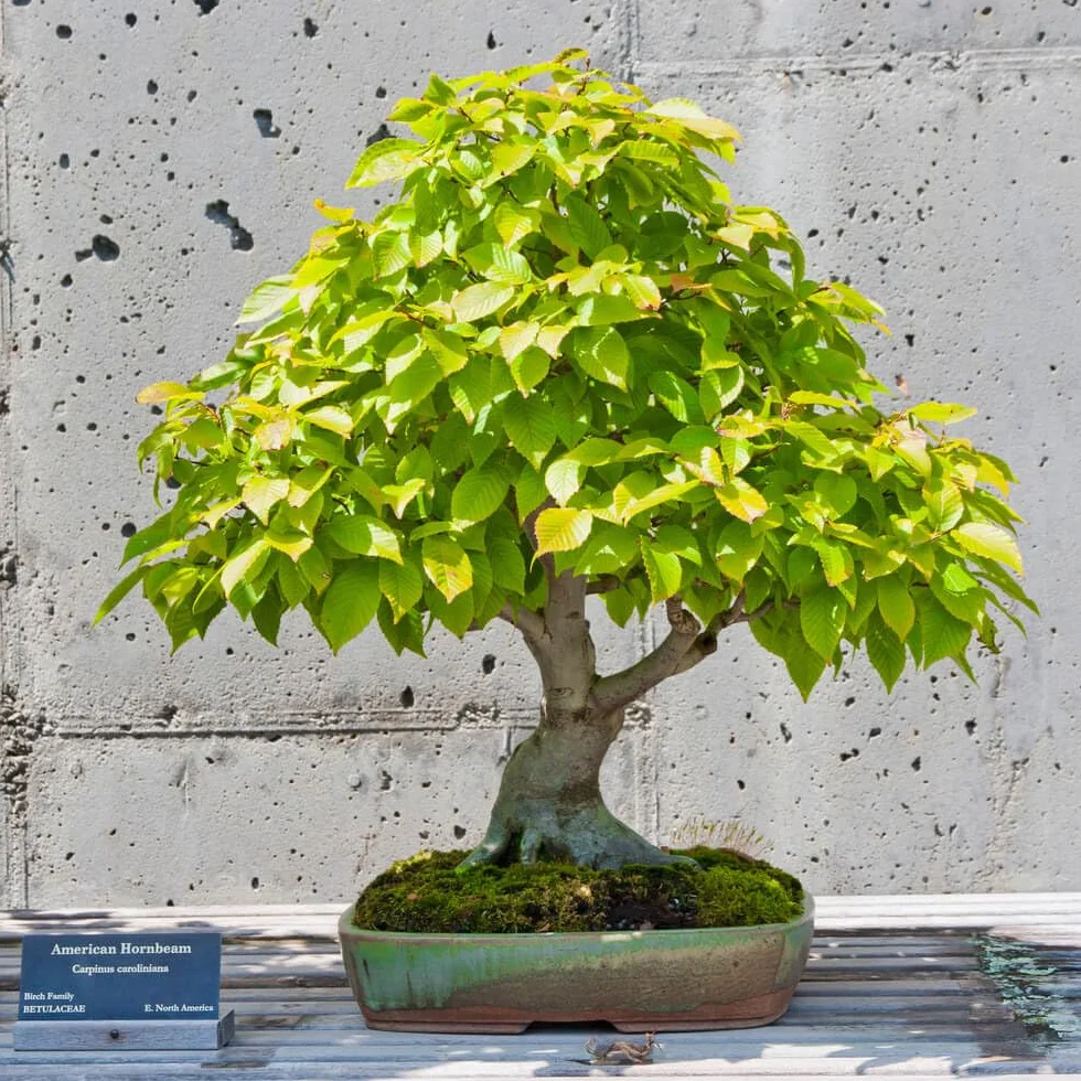 Nojus Zestaw Nasion Drzew Bonsai 7 Rodzajów Torebek Prezent Rośliny Doniczkowe