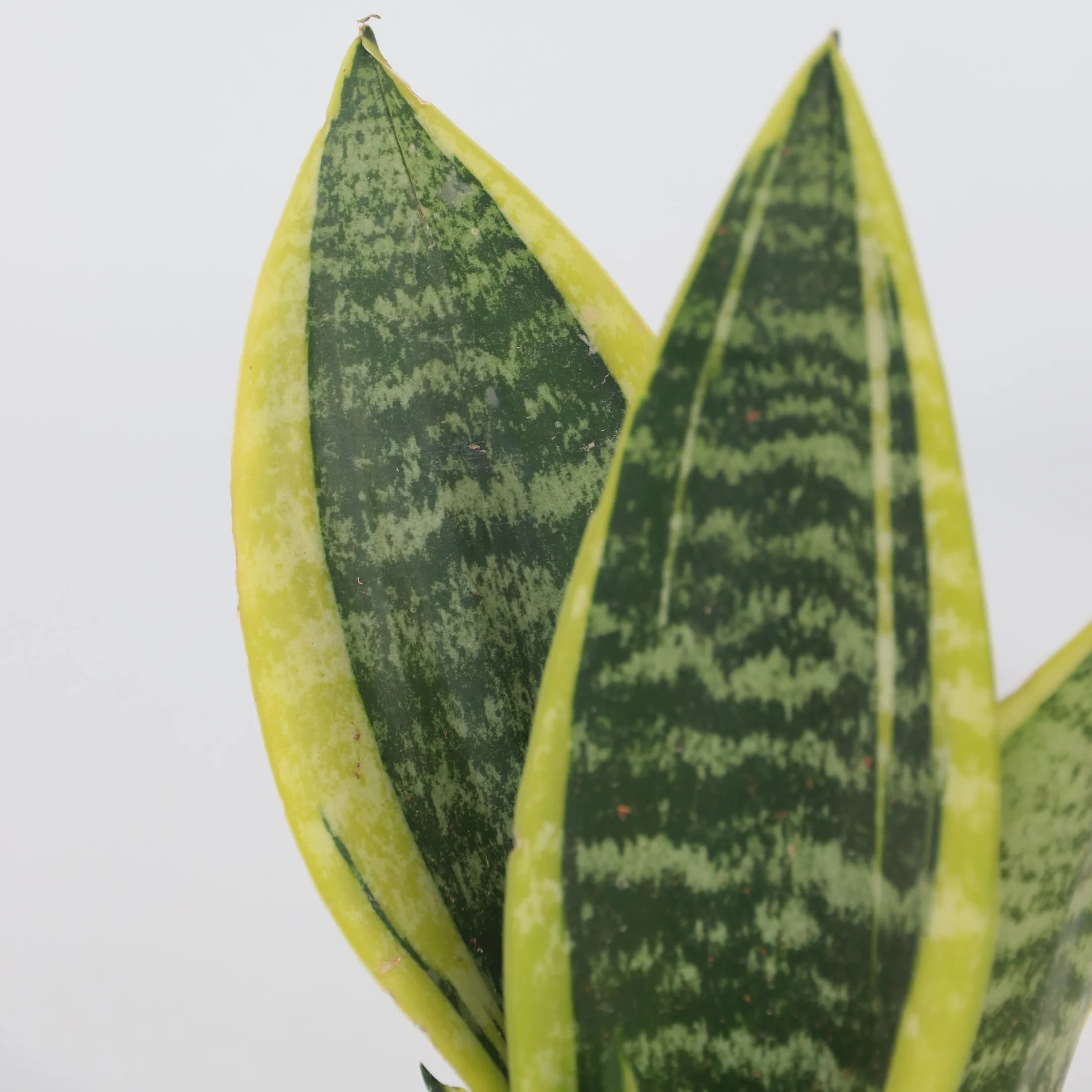 Plant in a Box - Wężownica - Język teściowej - Zestaw 2 sztuk - Sansevieria 'Futura Superba' - Doniczka 12cm - Wysokość 35-40cm
