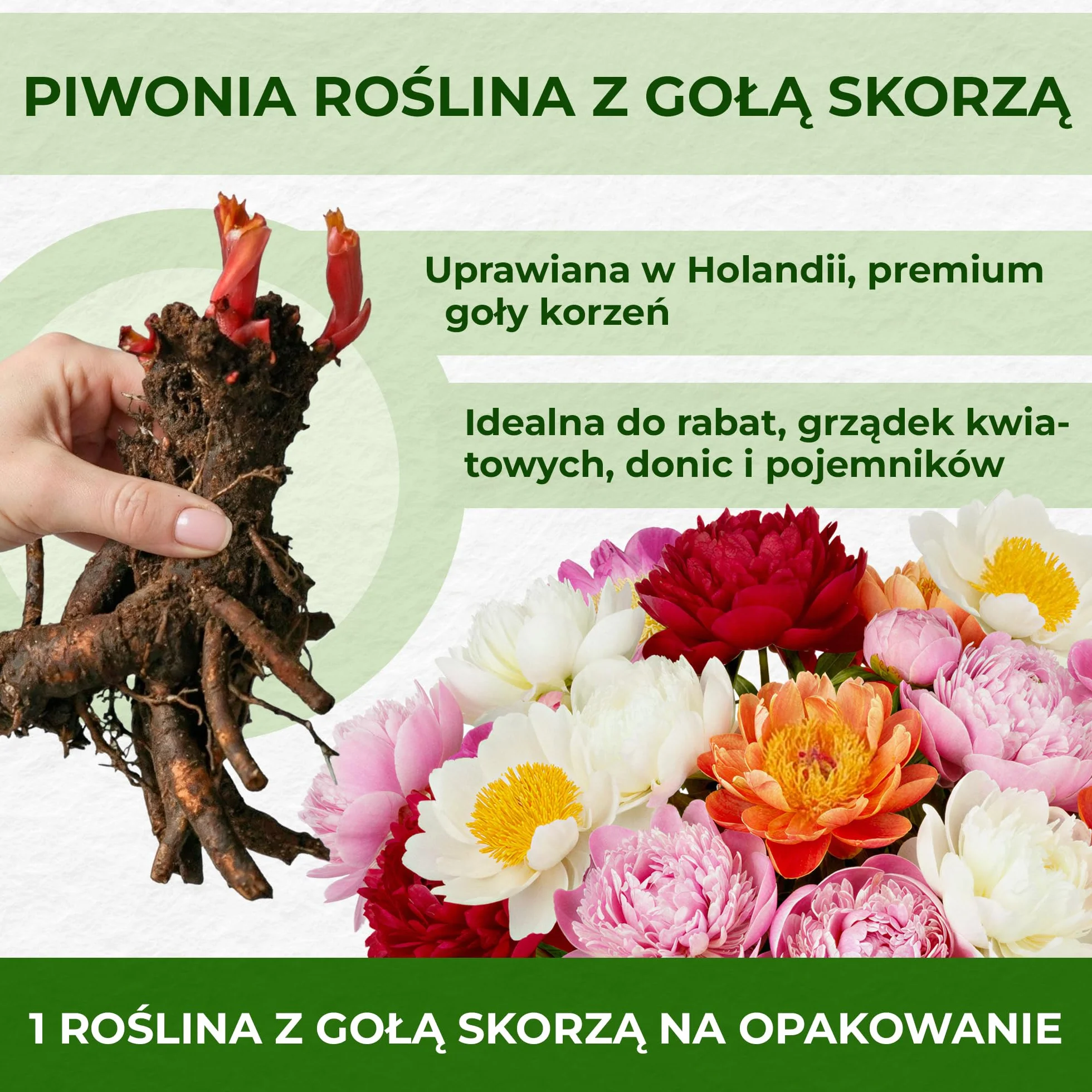 Piwonia Dark Red Passion (1 roślina), hybryda dużej piwonii, odporna bylina, rośliny z Holandii do ogrodu i doniczek (bez nasion, cebul i nie sztuczne)