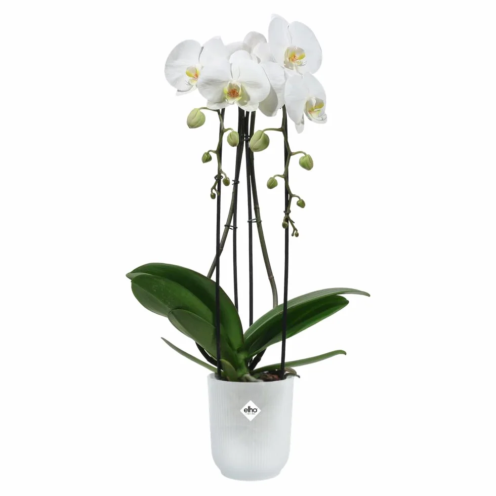 elho Vibes Fold Orchid High 12,5 cm – doniczka na storczyki do użytku wewnątrz – doniczki na kwiaty do użytku wewnątrz – 100% tworzywo sztuczne pochodzące z recyklingu – przezroczysta/przezroczysta