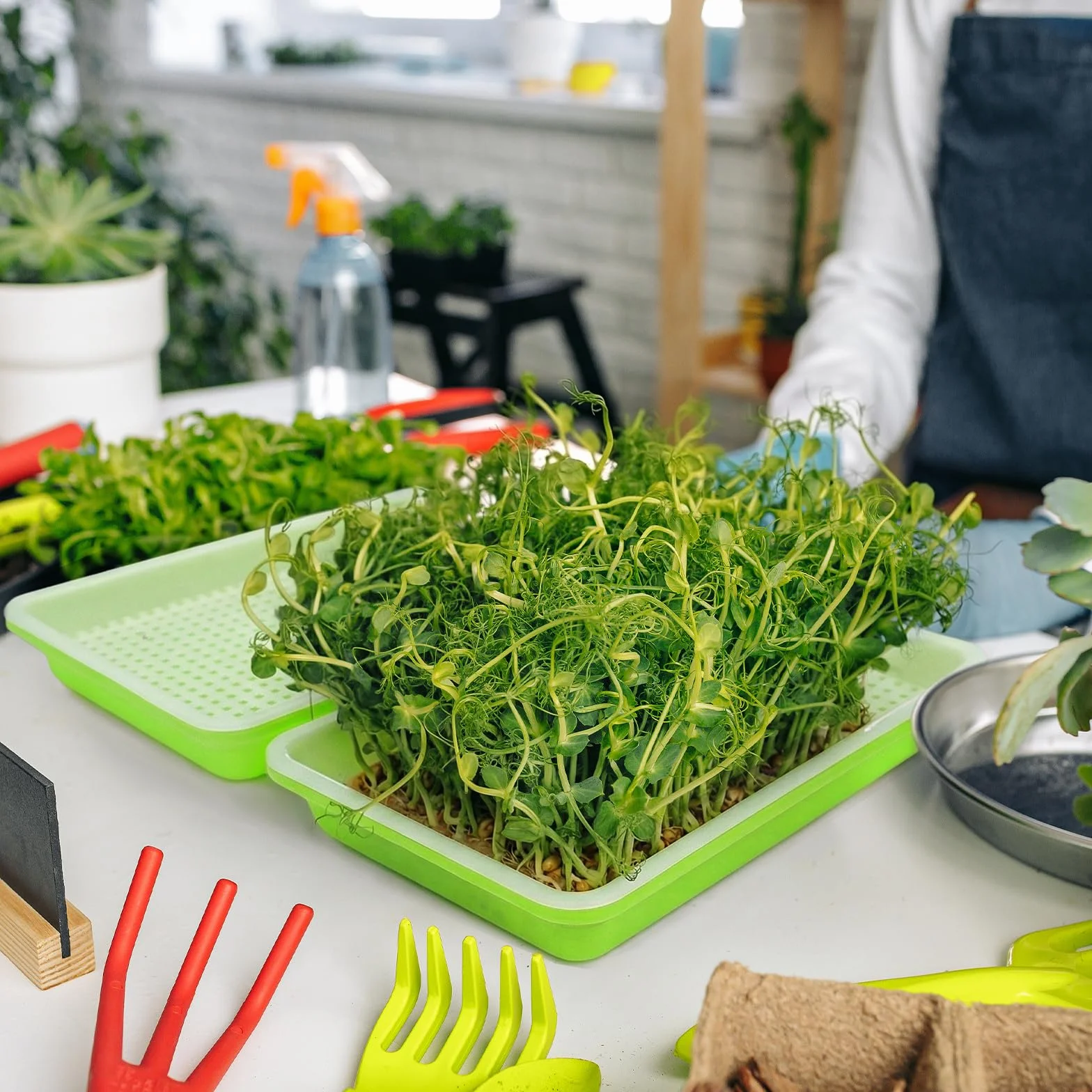 Miska do uprawy rzeżuchy, misa na kiełki, mikrogreens, miska na kiełki, misa na kiełki, Microgreen