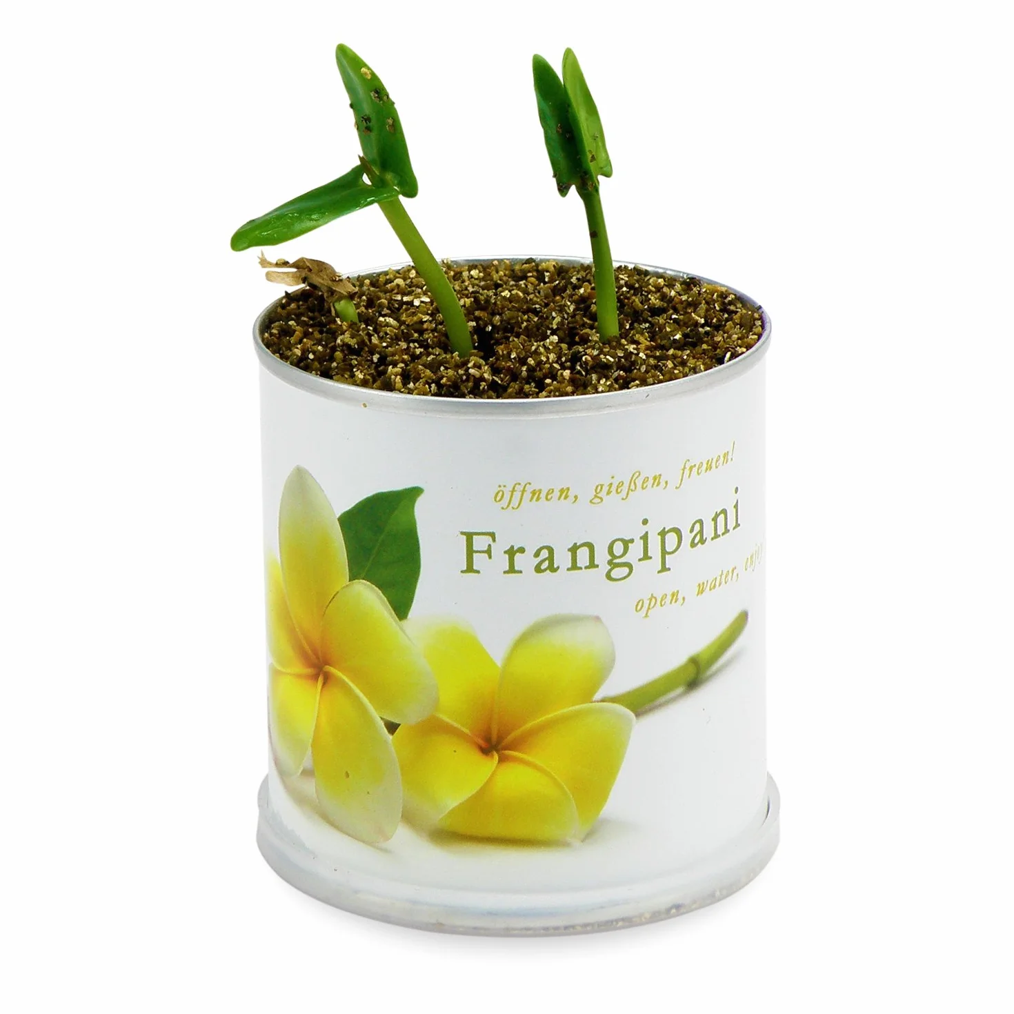 Frangipani | zestaw do uprawy jako specjalny prezent | otwarcie podlewania radości, motyw "Dankeschön", drzewo świątynne, joga, drzewo do jogi, żółte