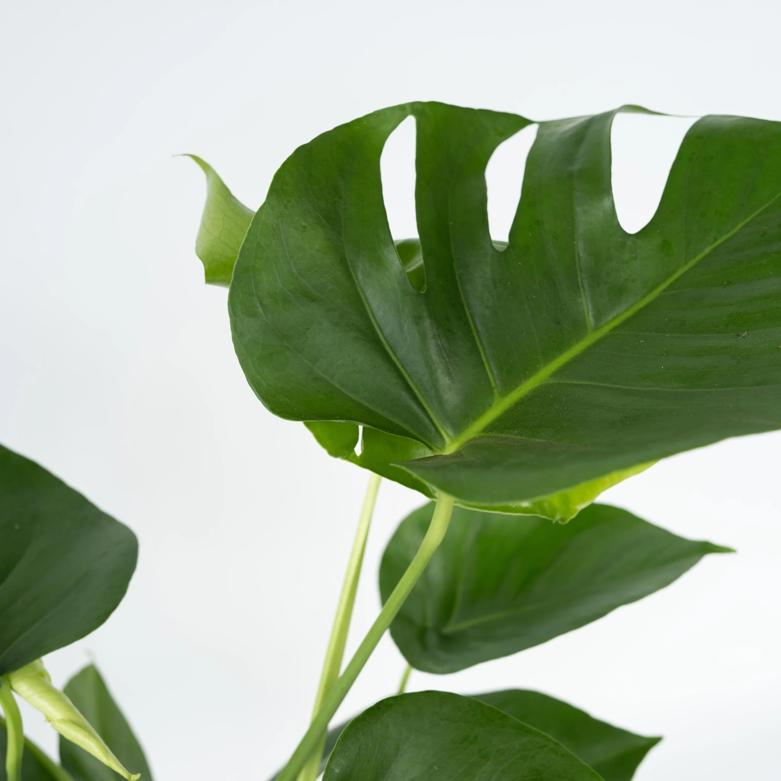 Plant in a Box - Monstera Deliciosa XL - Roślina z dziurami - Doniczka 21cm - Wysokość 70-80cm