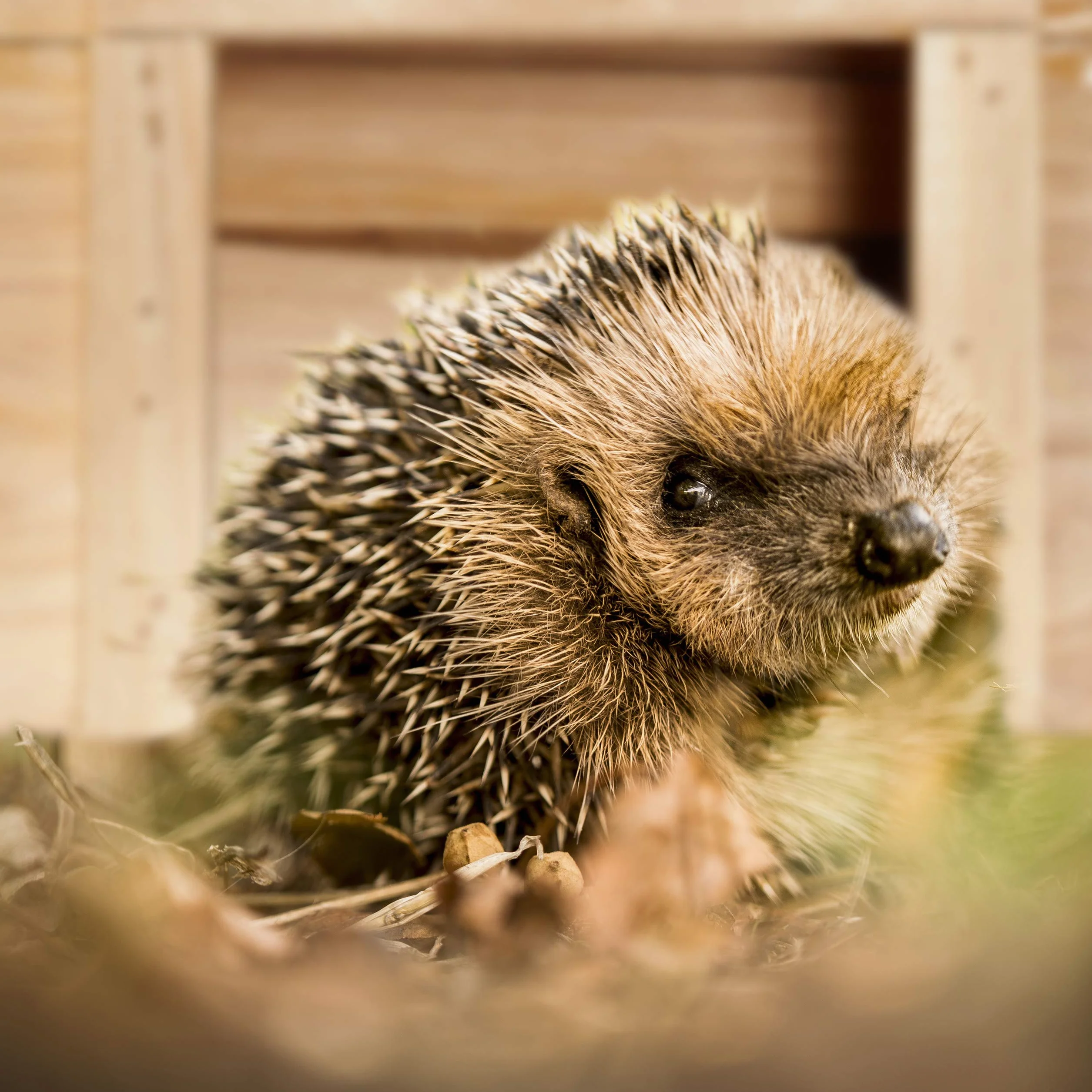 Relaxdays Domek dla Jeży, Brązowy