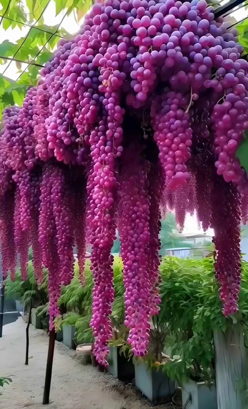 Winogrono do sadzenia, doskonały wyświetlacz, mieszanka zielonych kwiatów, organiczny i naturalny - 1bulb-e