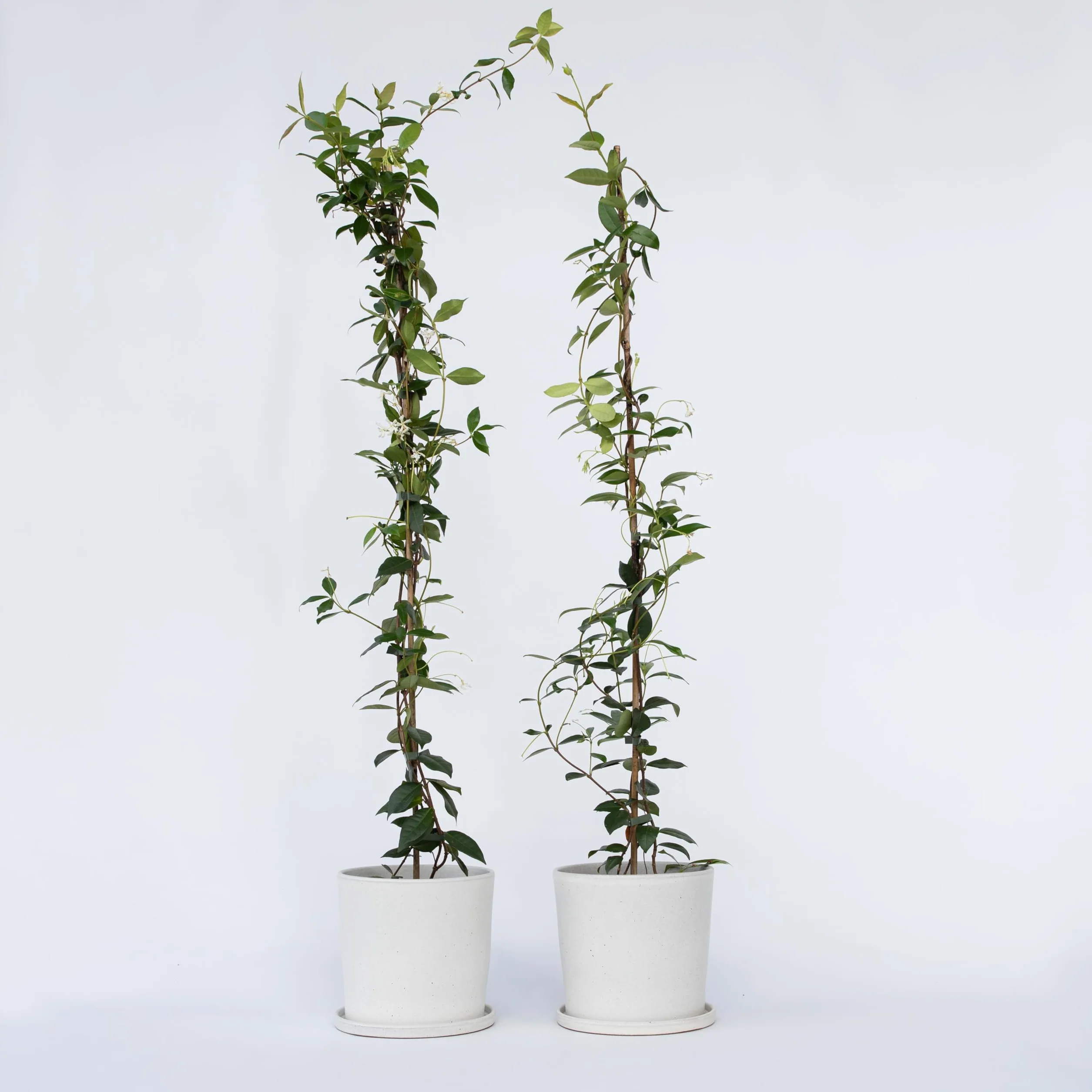 Plant in a Box - Jaśmin Toskański - Zestaw 2 sztuk - Trachelospermum jasminoides - Wys. 110-120 cm - Doniczka 17 cm - Roślina pnąca