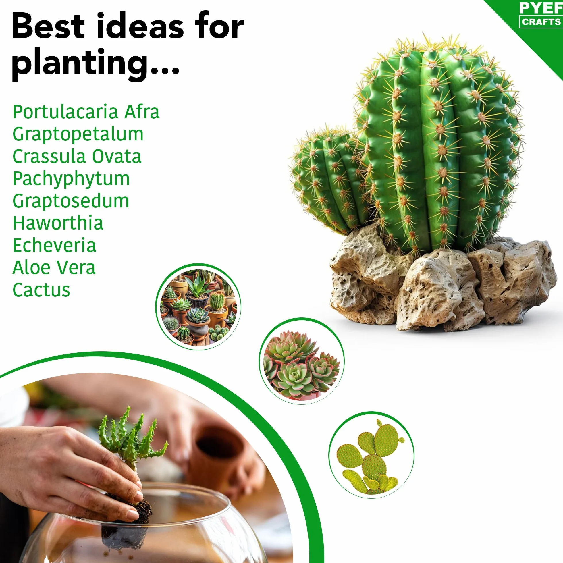 Zestaw do terrarium DIY dla sukulentów i kaktusów – zestaw startowy ze szklaną miską w zestawie – stwórz własny zestaw terrarium ze słoikiem, piaskiem, ziemią, węglem drzewnym, kamieniami