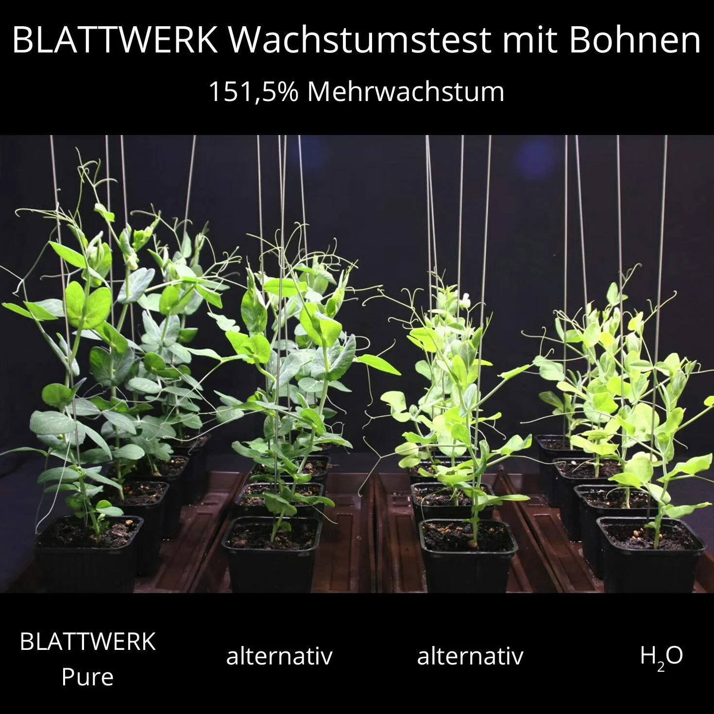 BLATTWERK Pure Bio uniwersalny nawóz płynny do roślin pokojowych, roślin kwitnących, trawników, owoców i warzyw – NPK nawóz do warzyw, pomidorów, nawóz do trawnika, nawóz do kwiatów, płynny nawóz bio