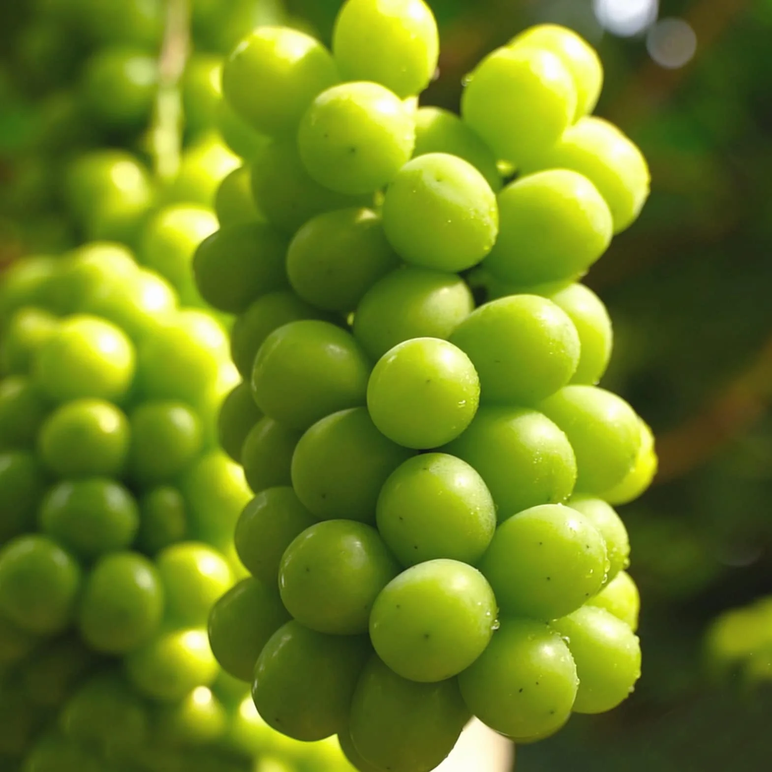 Nasiona winogron, 100 szt. Nasiona winogron do sadzenia nasion do sadzenia warzyw i owoców, słodkie nasiona owoców bez GMO Shine-Muscat Grape Home Garden Hydroponic Seeds Posiew
