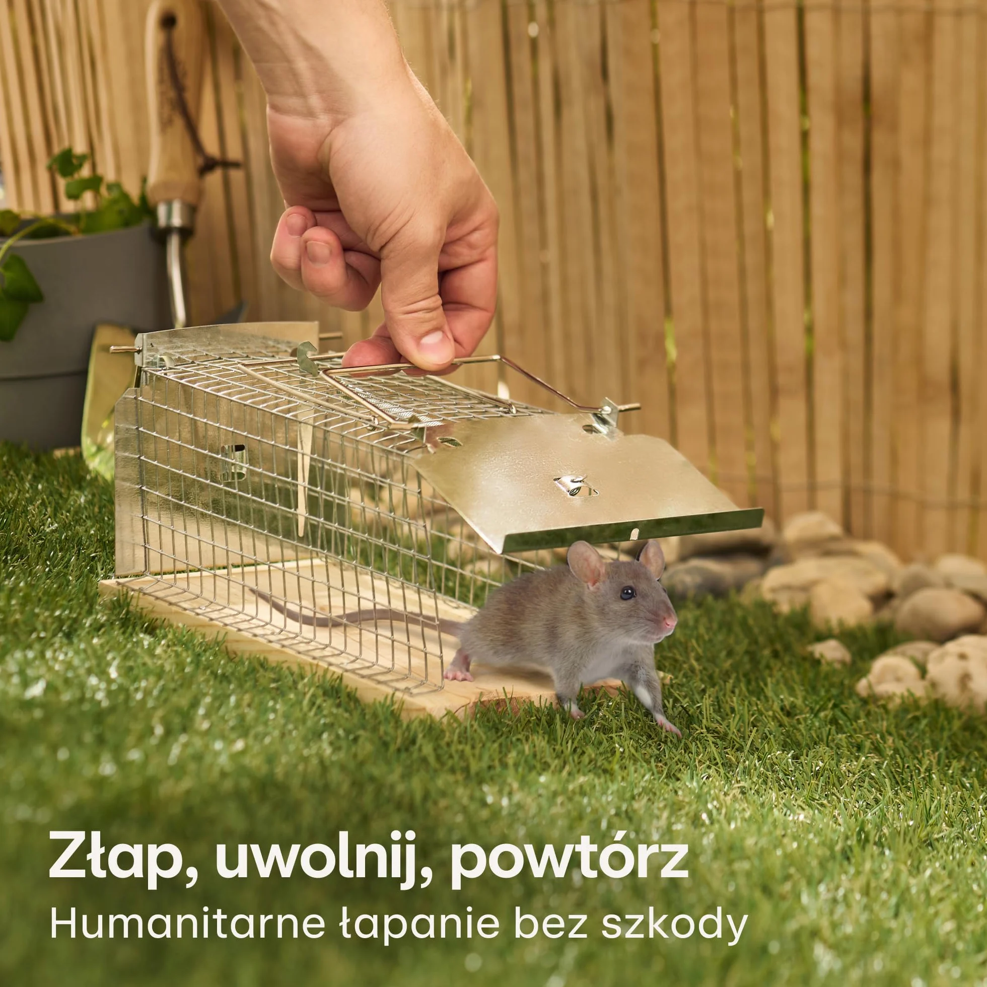 Pułapka Na Szczury Duża 30 cm Wielokrotnego Użytku