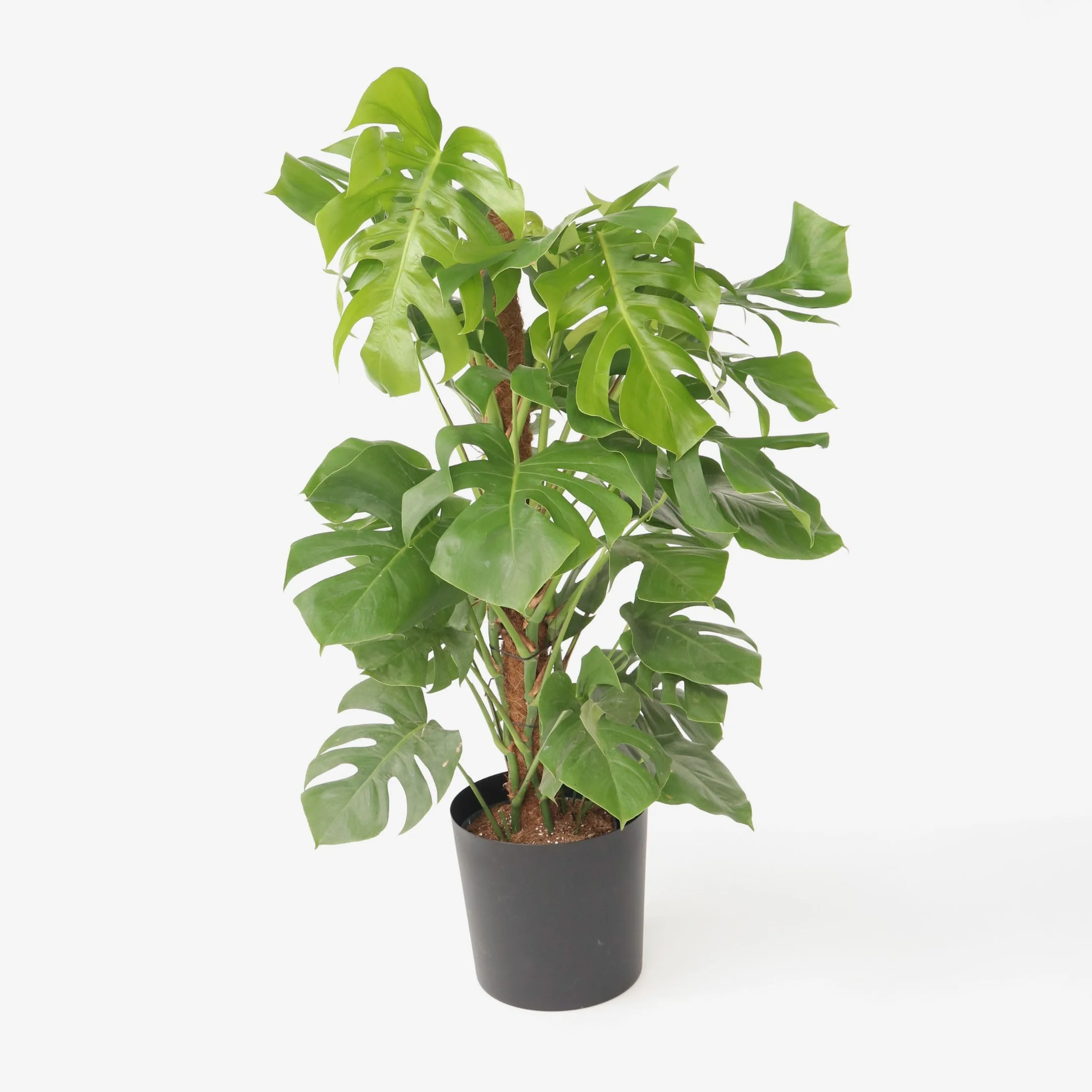 Plant in a Box - Monstera Deliciosa - Dziurawiec - Doniczka 24cm - Wysokość 120-130cm
