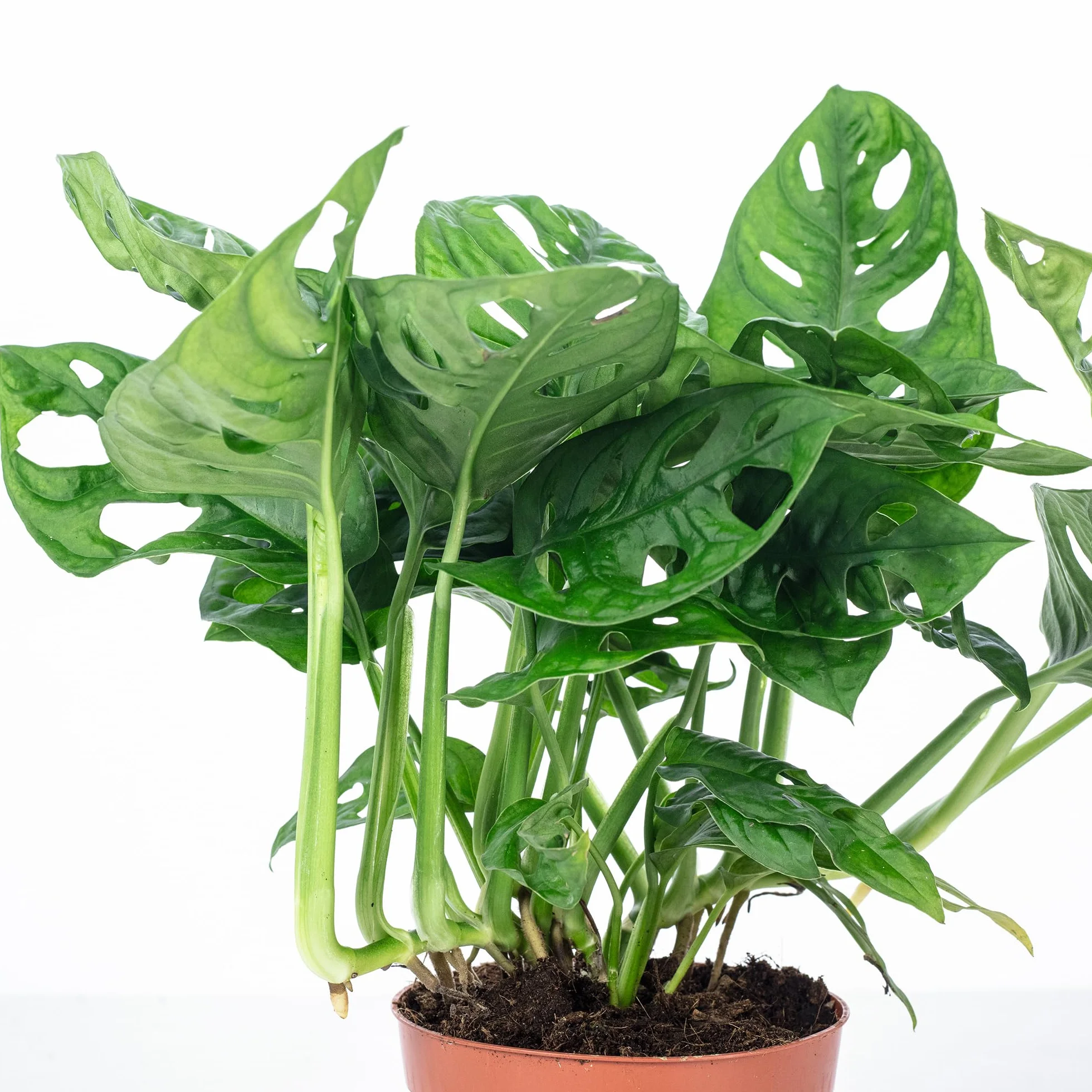 Monstera Monkey, łatwa w pielęgnacji roślina pokojowa, wysokość około 25 cm, średnica doniczki 12 cm