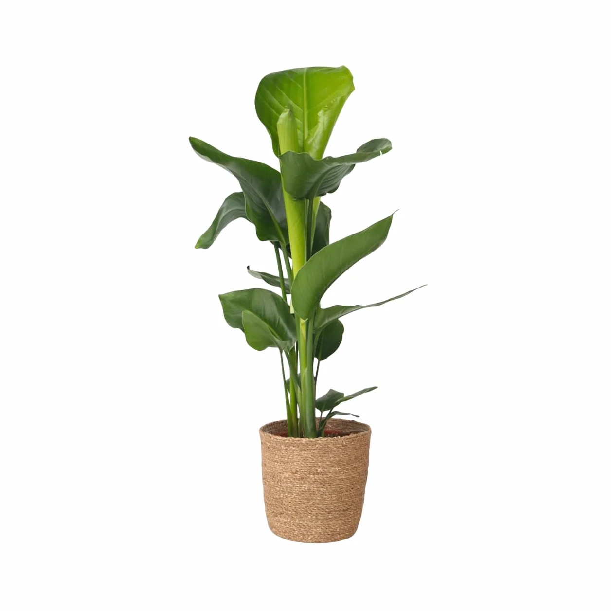 Plant in a Box - Strelitzia Nicolai z Ozdobnym Koszykiem - Rajski Ptak - Doniczka 17cm - Wysokość 55-70cm - Roślina Domowa