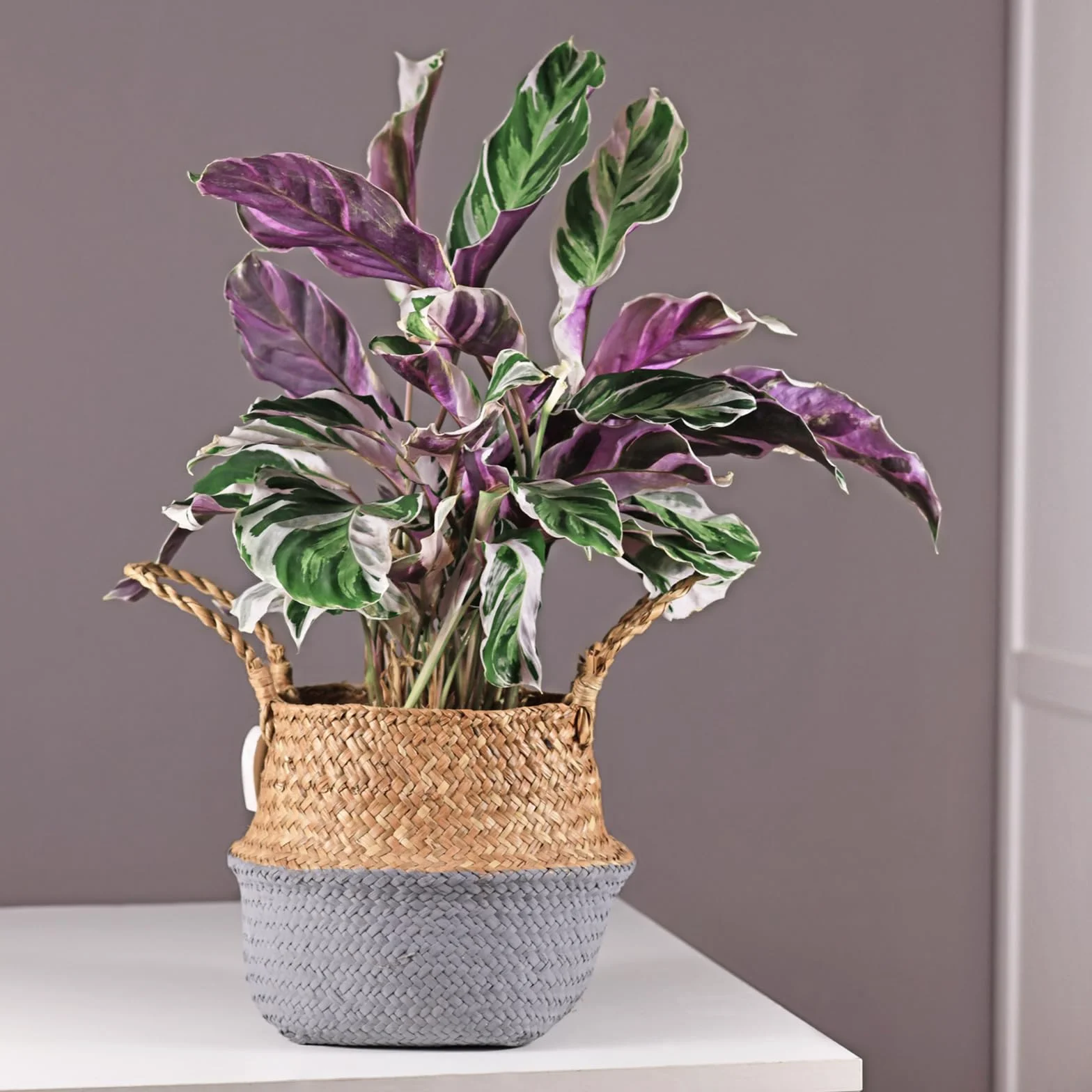 Calathea 'Fusion White' Kalatea 14cm 30-40cm