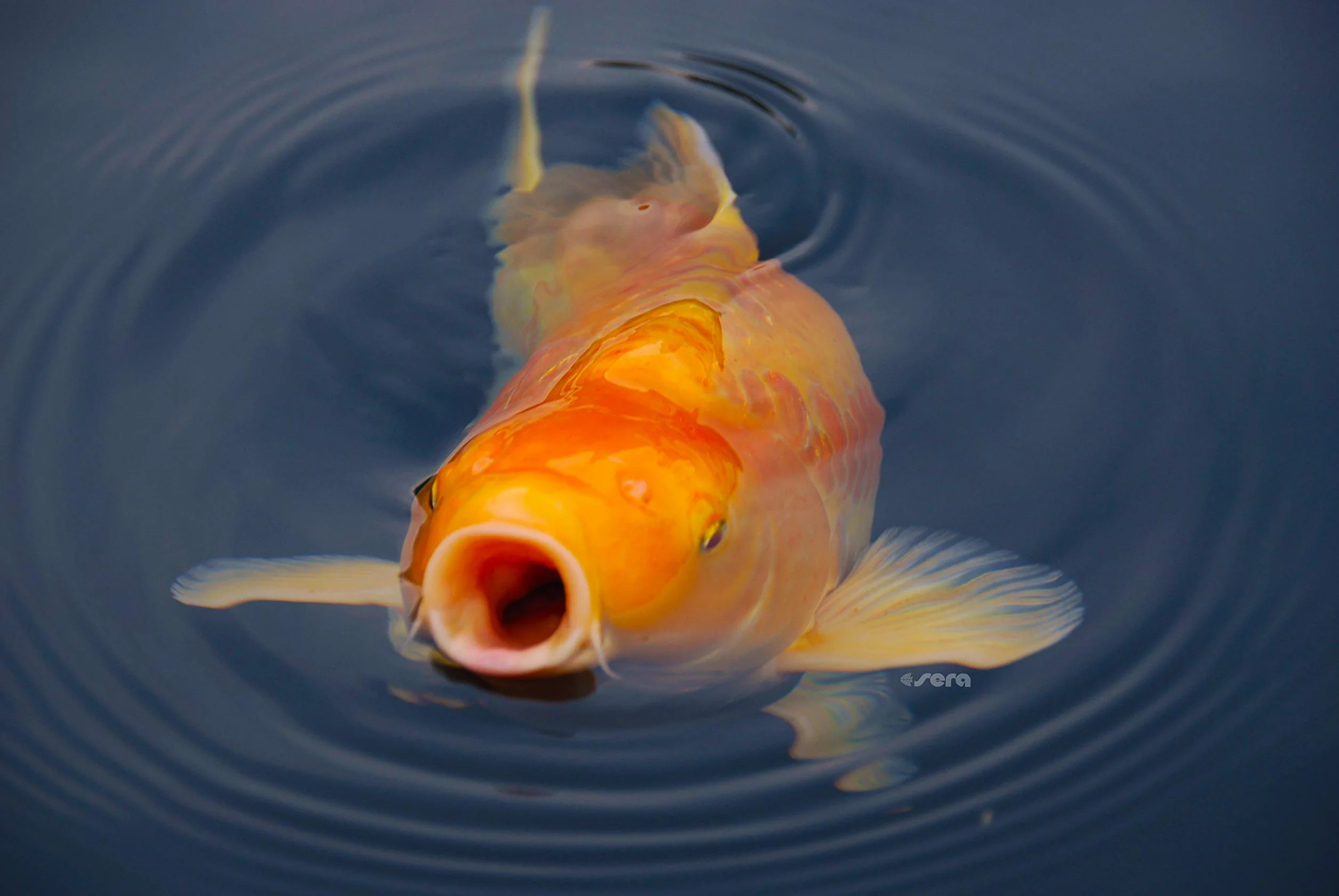 Koi Royal Nature Large 6 mm 21 l karma główna dla koi od 25 cm bez barwników