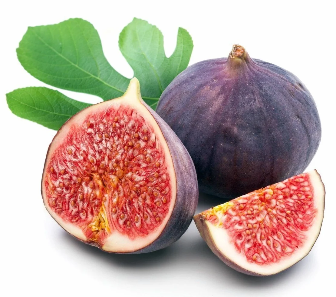 Semi di GERMINAZIONE: Essbare Chicago Abb Pflanze - Ficus - Hardy - 4" Pot - Die widerstandsfähigsten Fig