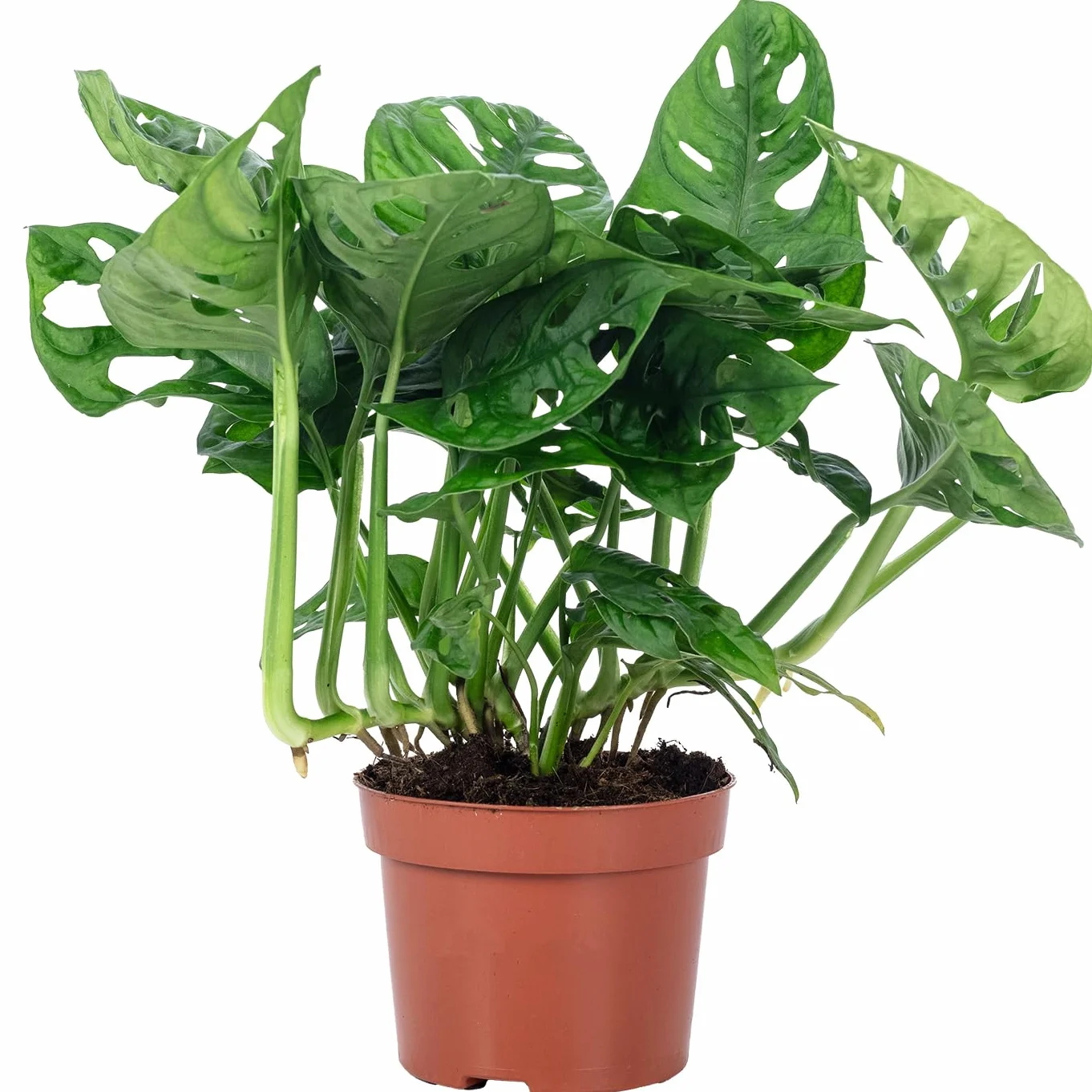 Monstera Monkey, łatwa w pielęgnacji roślina pokojowa, wysokość około 25 cm, średnica doniczki 12 cm