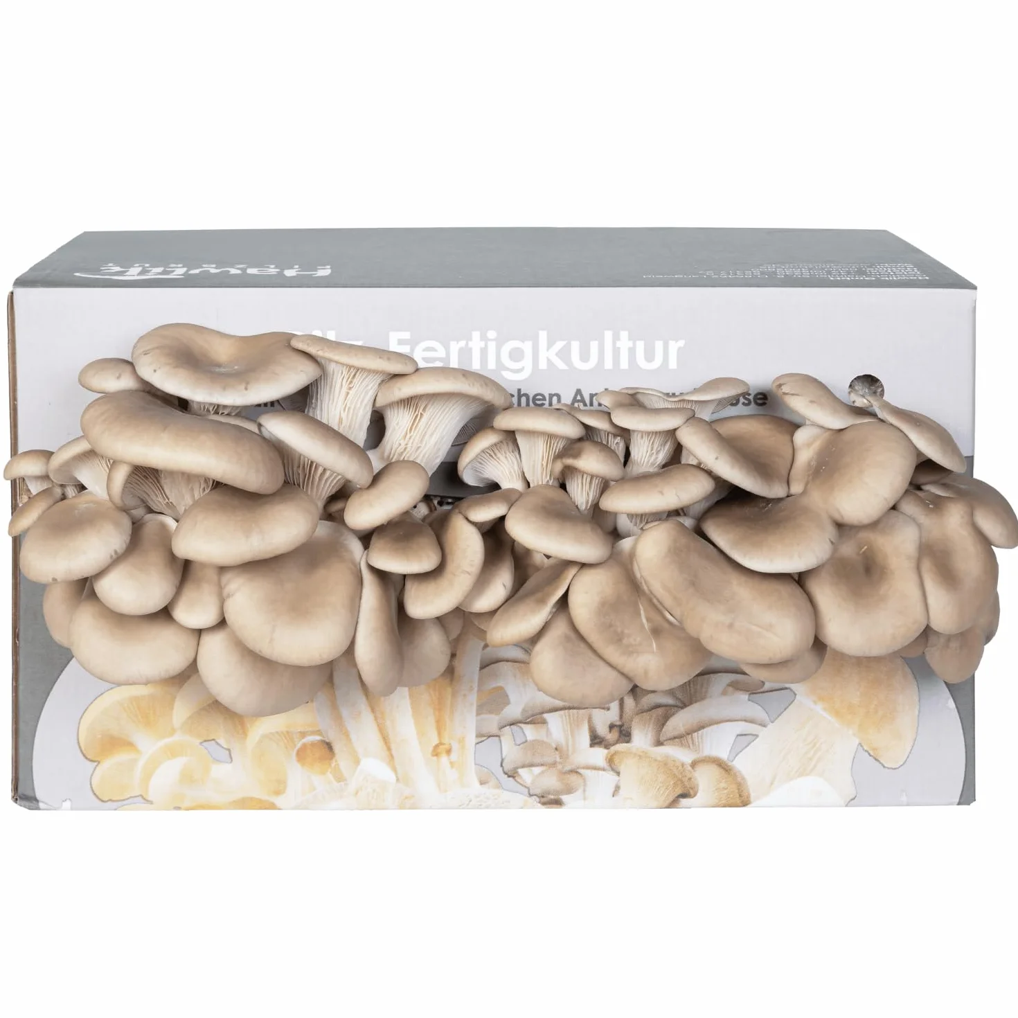 Hawlik Pilzbrut zestaw do hodowli boczniaków 1,5 kg