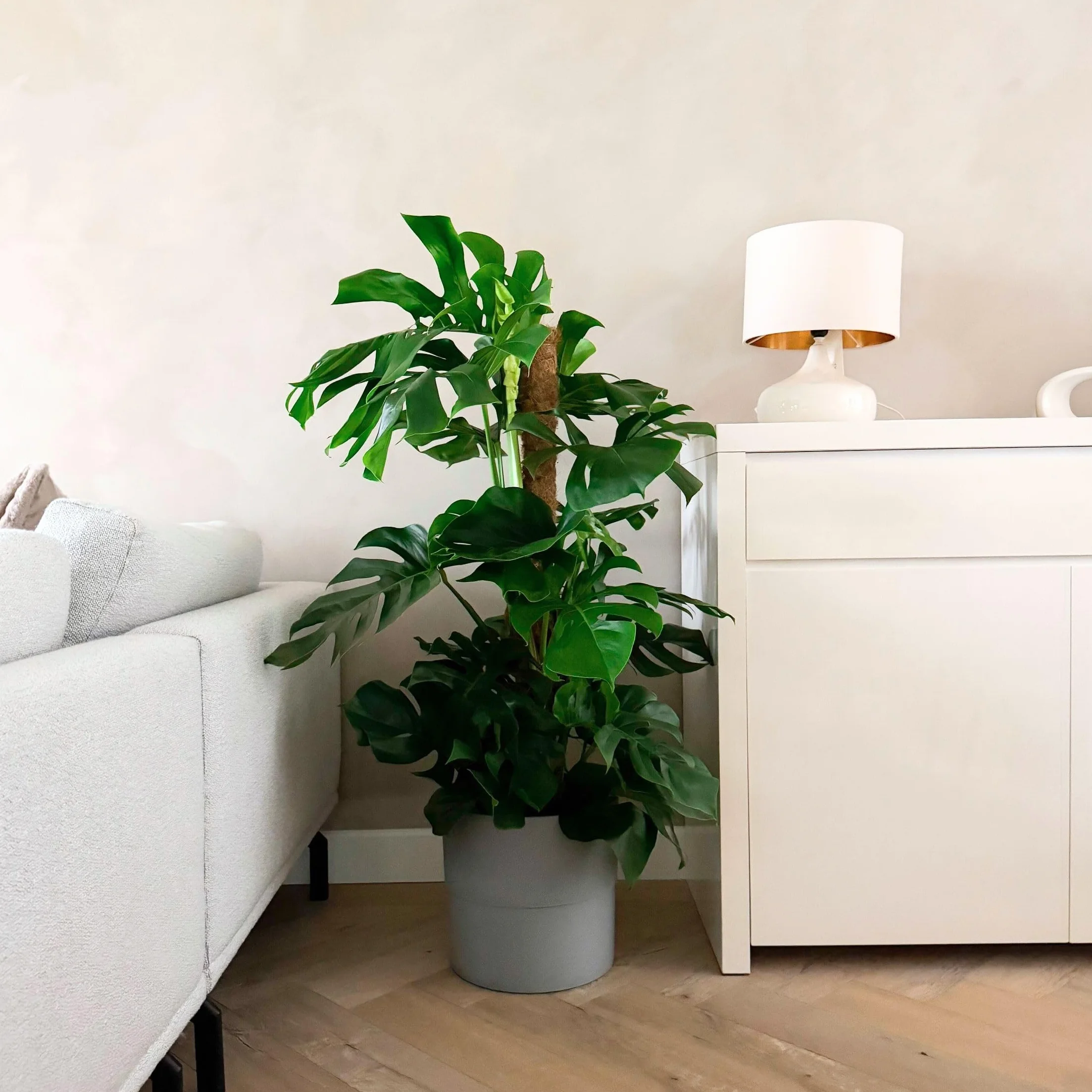 Plant in a Box - Monstera Deliciosa - Dziurawiec - Doniczka 24cm - Wysokość 120-130cm