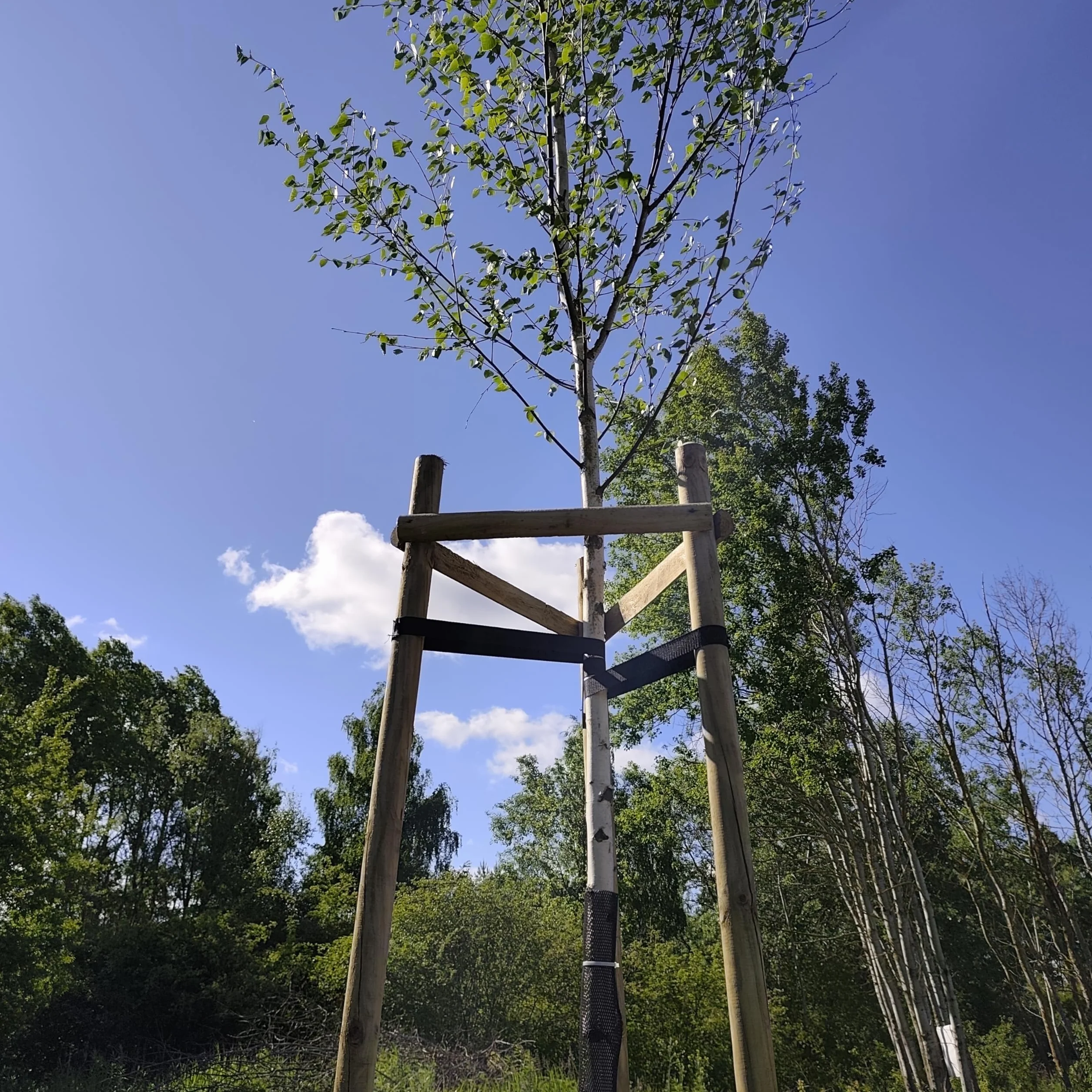 Zestaw Podpór z Drewna Sosnowego do Drzew 3x Palisada 200 cm Ø 6 cm + 6x Półpalisada 60 cm + 3x Czarne Taśmy 80 cm Drewniane Podpórki do Roślin Stabilizacja Mocowanie