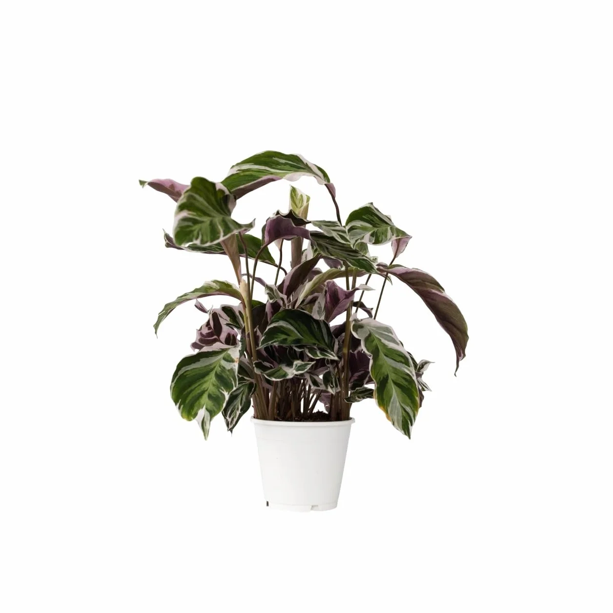 Calathea 'Fusion White' Kalatea 14cm 30-40cm