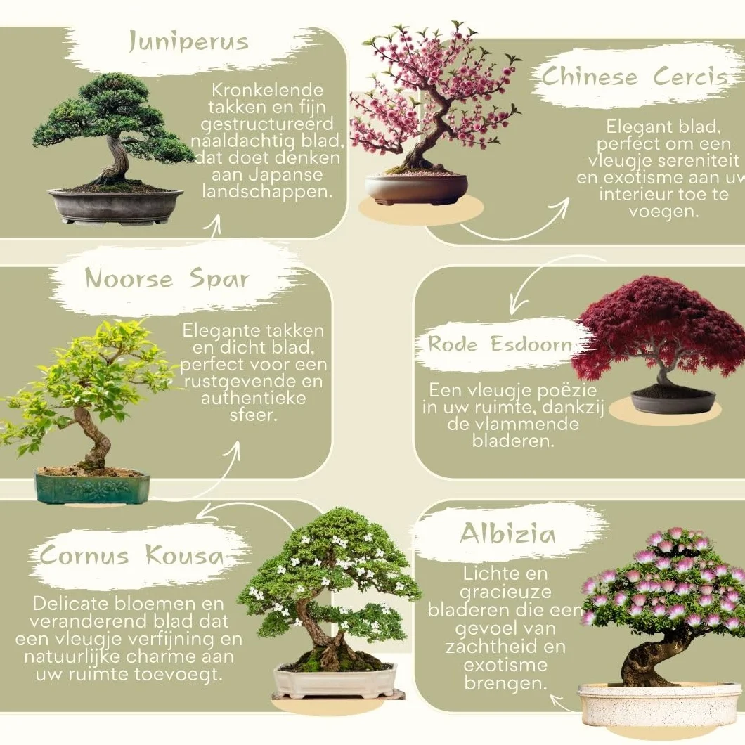 Cultivea Mini zestaw bonsai gotowy do uprawy - ogród i dekoracja - pomysł na prezent (czerwony klon, chiński Cercis, Juniperus, Liquidambar, świerk pospolity