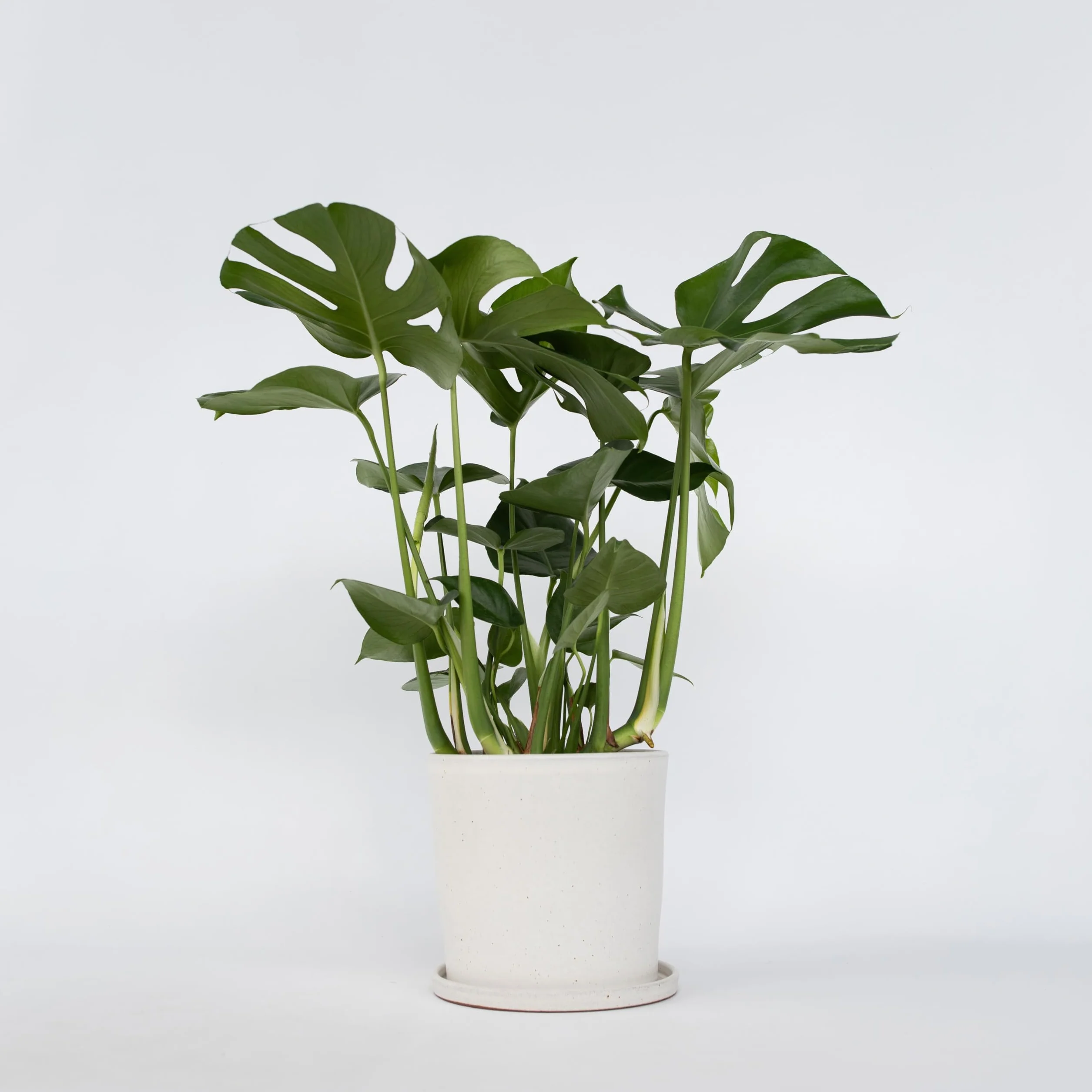 Plant in a Box - Monstera Deliciosa XL - Roślina z dziurami - Doniczka 21cm - Wysokość 70-80cm