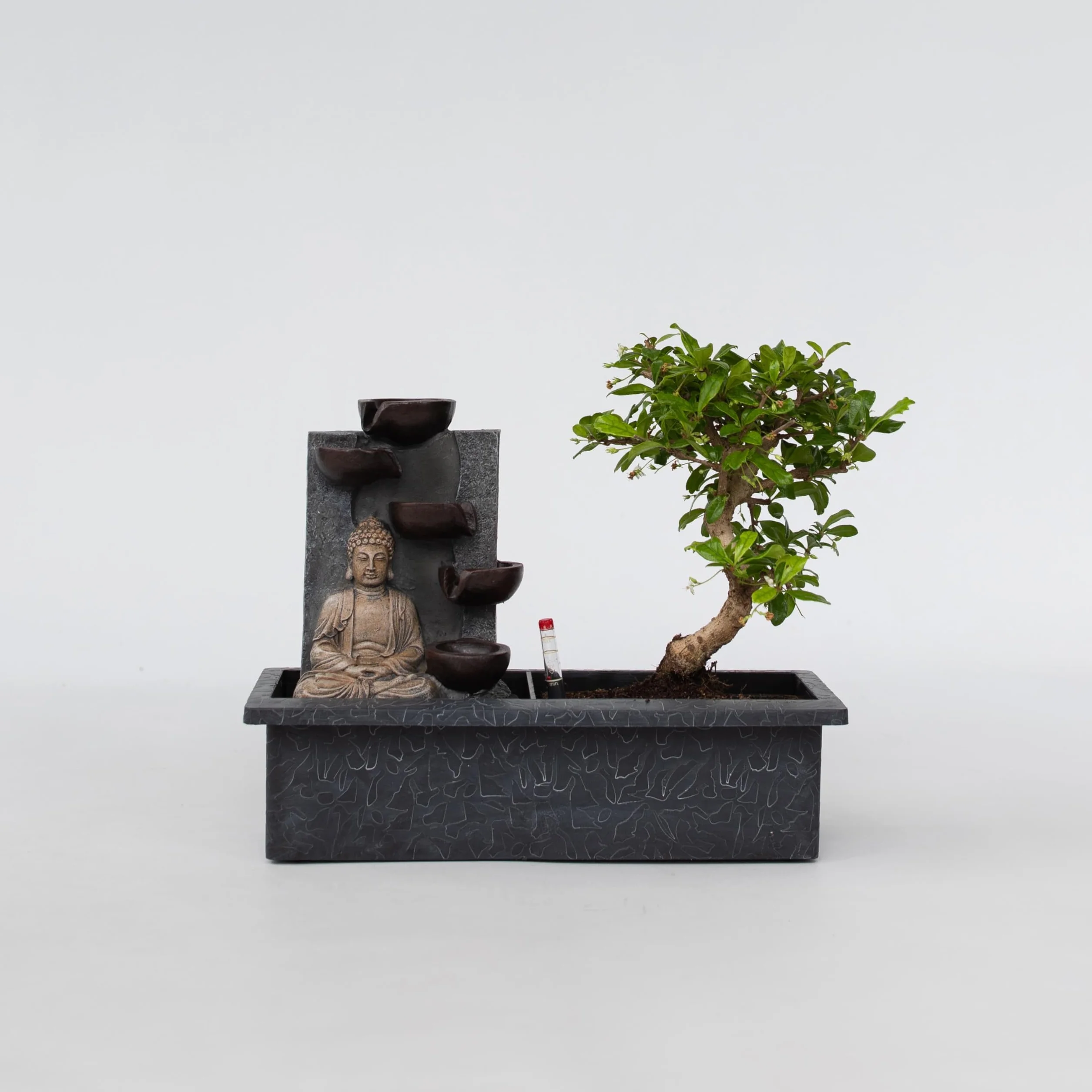 Plant in a Box - Bonsai z systemem nawadniania i płynącym wodospadem nad posągiem Buddy - roślina domowa - Wysokość 25-35cm