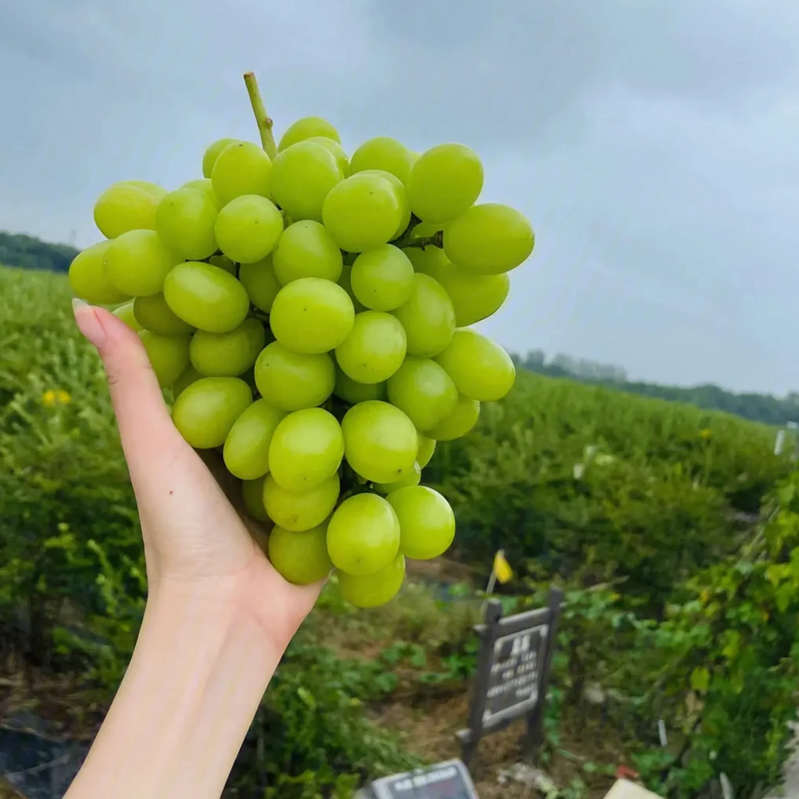 Nasiona winogron, 100 szt. Nasiona winogron do sadzenia nasion do sadzenia warzyw i owoców, słodkie nasiona owoców bez GMO Shine-Muscat Grape Home Garden Hydroponic Seeds Posiew