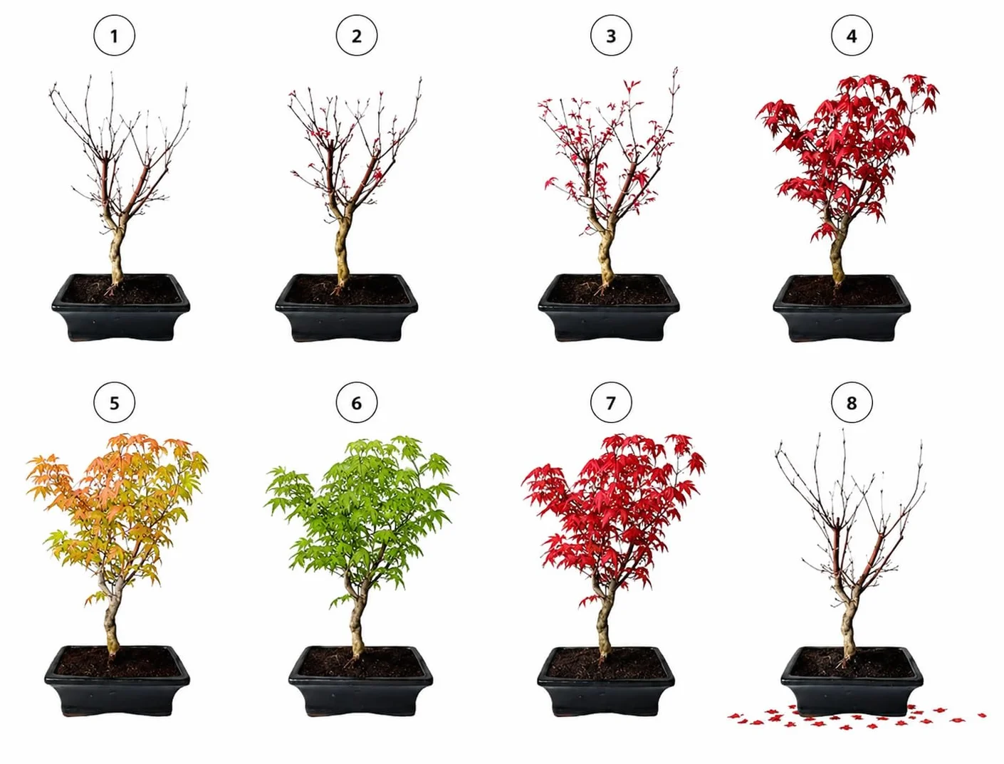 Bonsai z ceramiczną doniczką - 20 cm miska ok. 6 lat, Acer Deshojo/japoński klon wachlarzowy - Acer (klon) Bonsai/Ligustrum, Ficus, Carmona, Podocarpus, chiński elm - ok. 9-11 lat