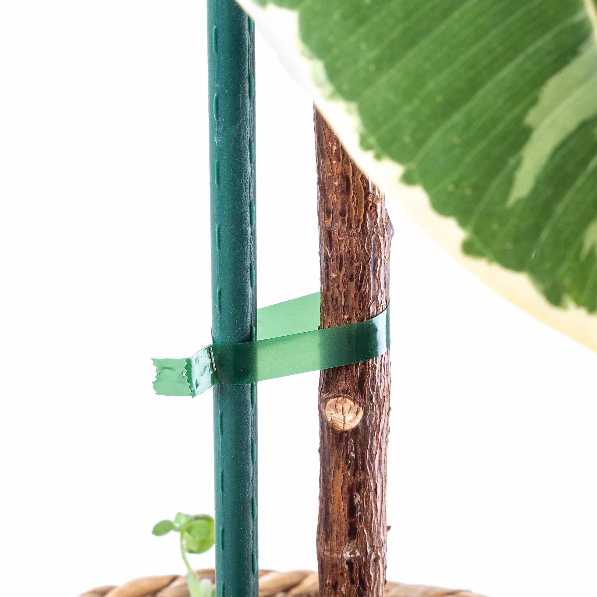 KADAX Taśma do wiązania szczypiec 20 rolek 11 mm x 25 m zielona