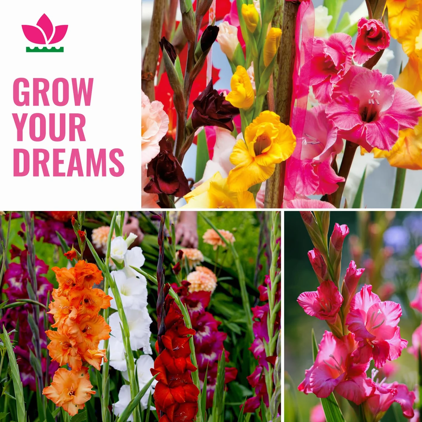 Cebule gladioli Botanisch Nanus Collection (50 cebulek kwiatowych) | ekskluzywna mieszanka roślin z Holandii | 7 odmian/kolorów | dekoracja do ogrodu, na balkon (bez nasion, nie